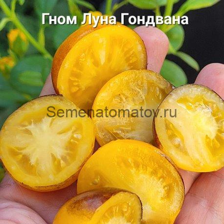 Dwarf Gondwana Moon / Гном Луна Гондвана — изображение 2