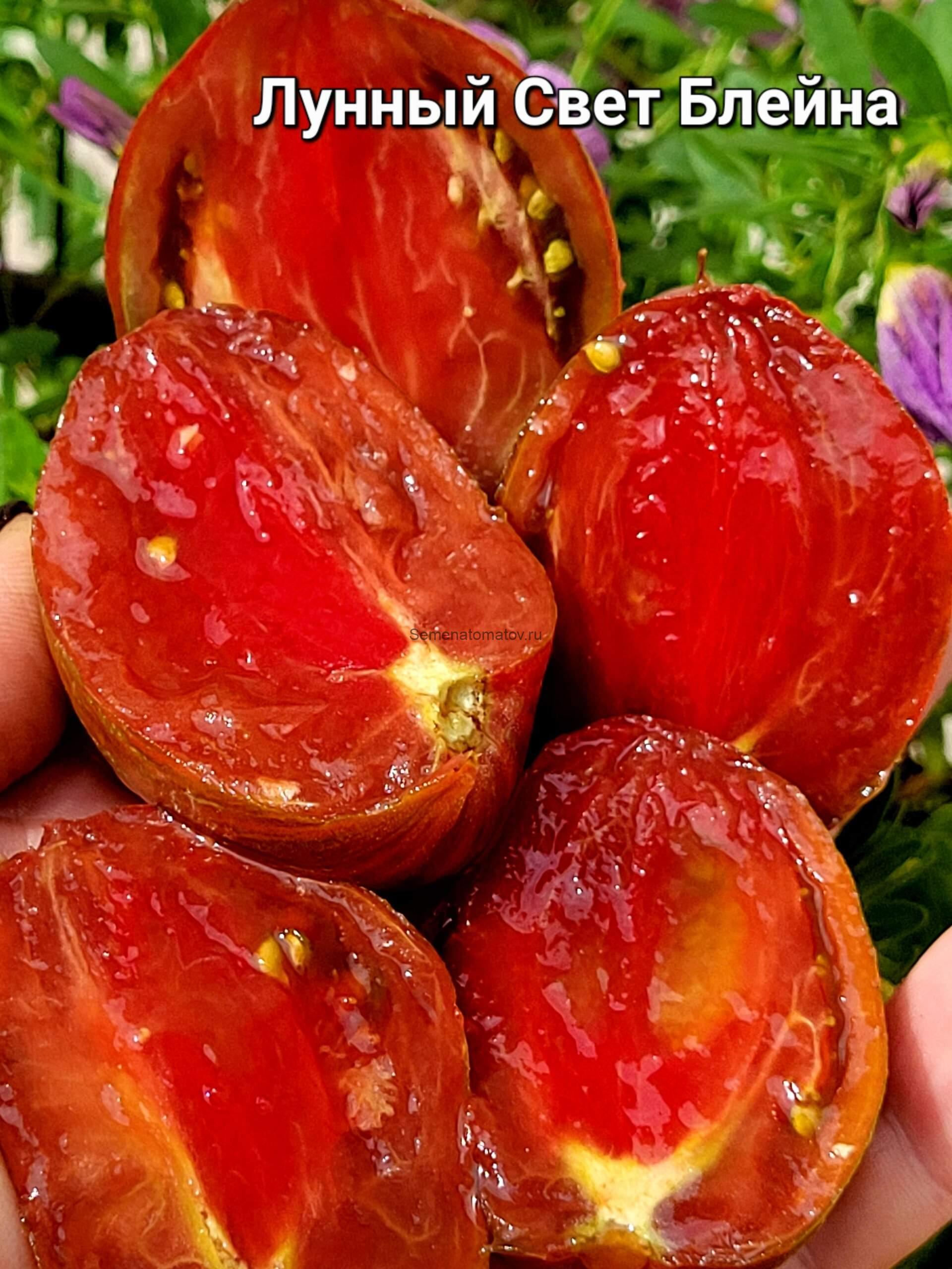 Blaine's Moonlight / Лунный свет Блэйна 1.7м среднеспелый 150-250гр — изображение 2