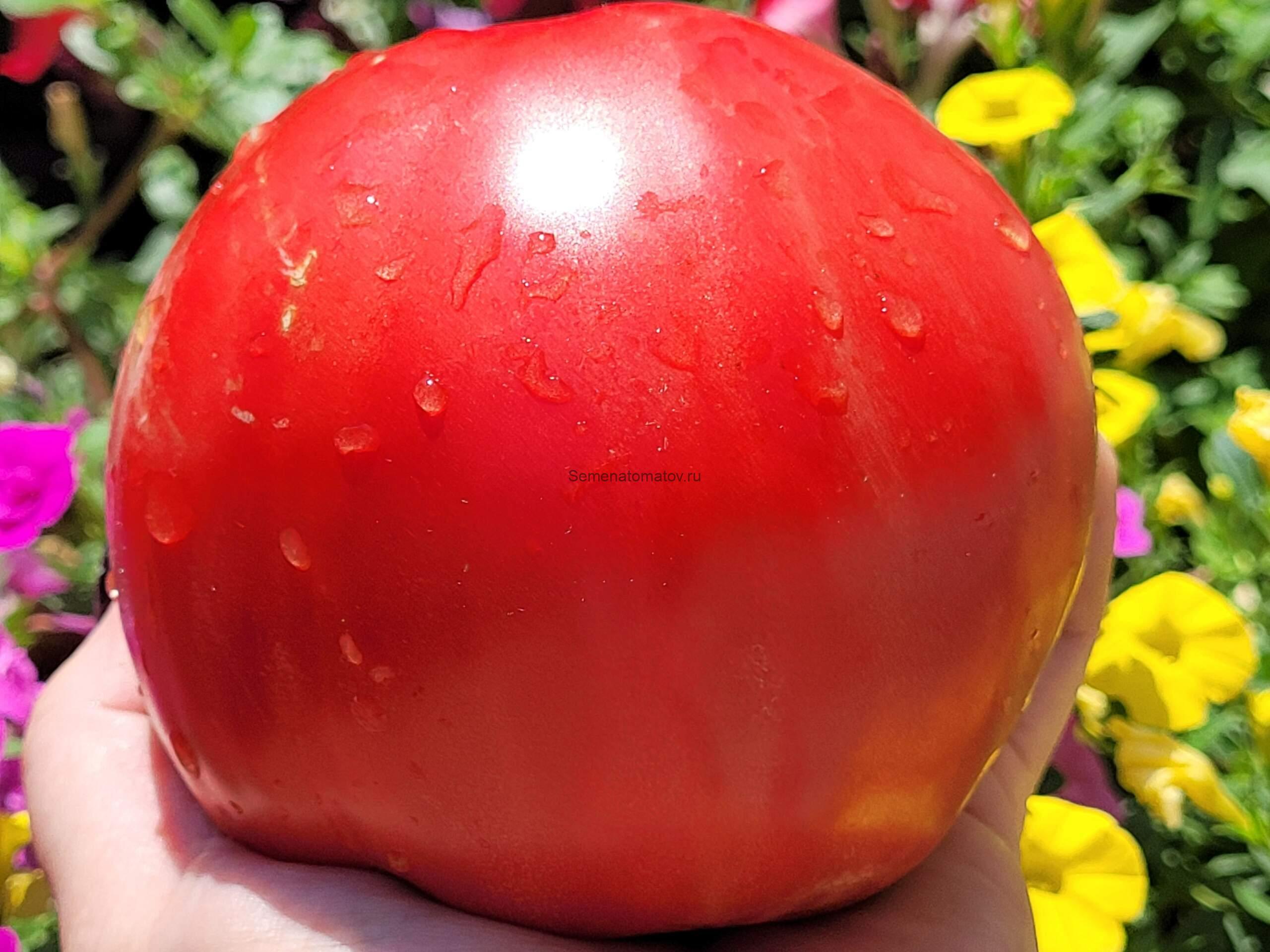 Ludwig (Людвиг)