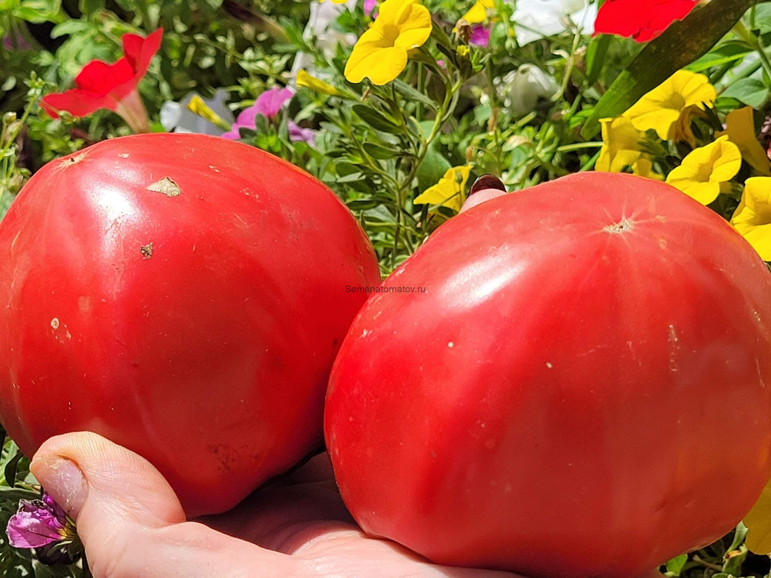 Ludwig (Людвиг) — изображение 2