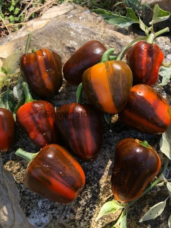 Мадам Параплю( вариегатный) Madame Paraplü