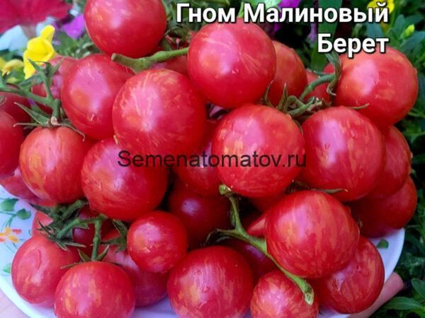 Dwarf Raspberry Beret Гном Малиновый Берет