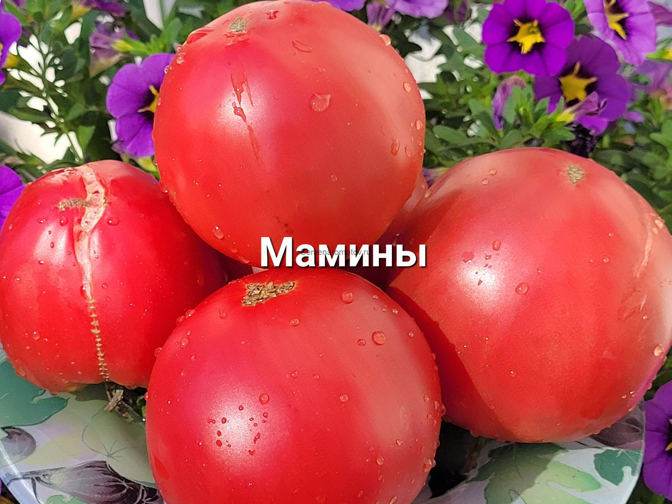 Мамины