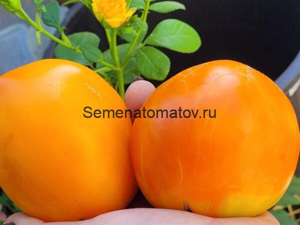 Манхэттен оранжевый (Manhattan orange)