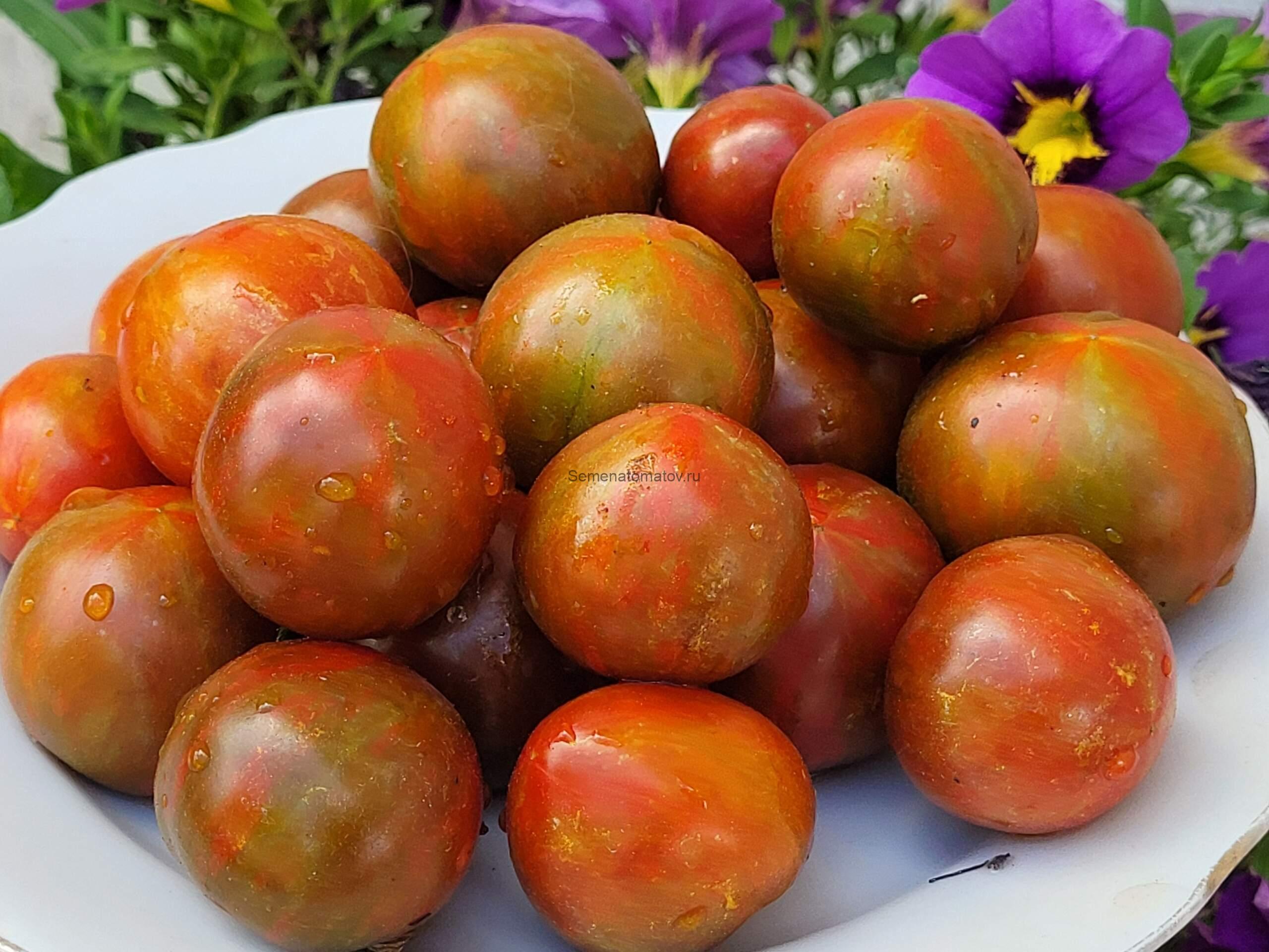 Dark Stripe Micro Tomato Микро Томат в Тёмную полоску