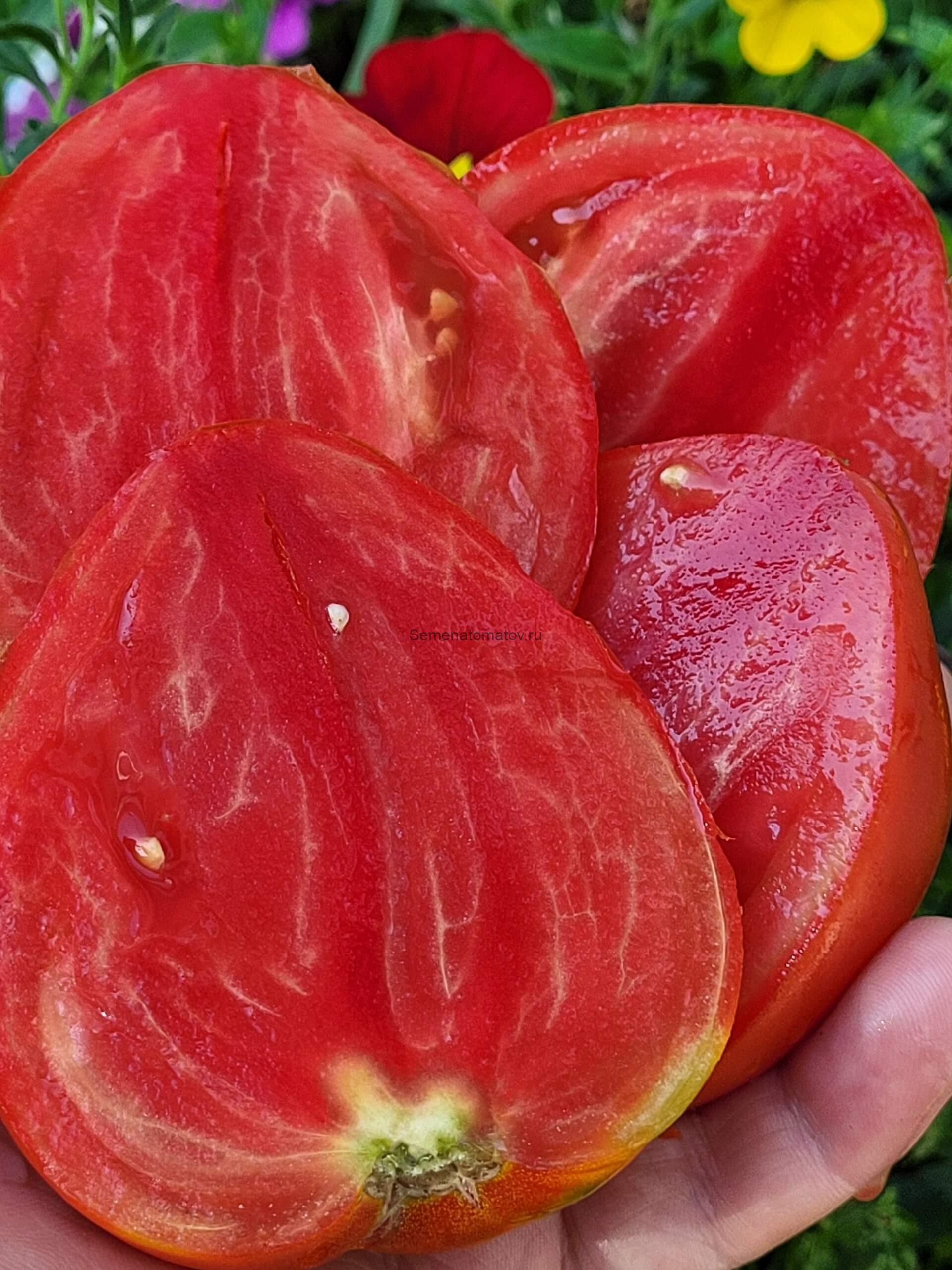 Nazare (Назаре) — изображение 2