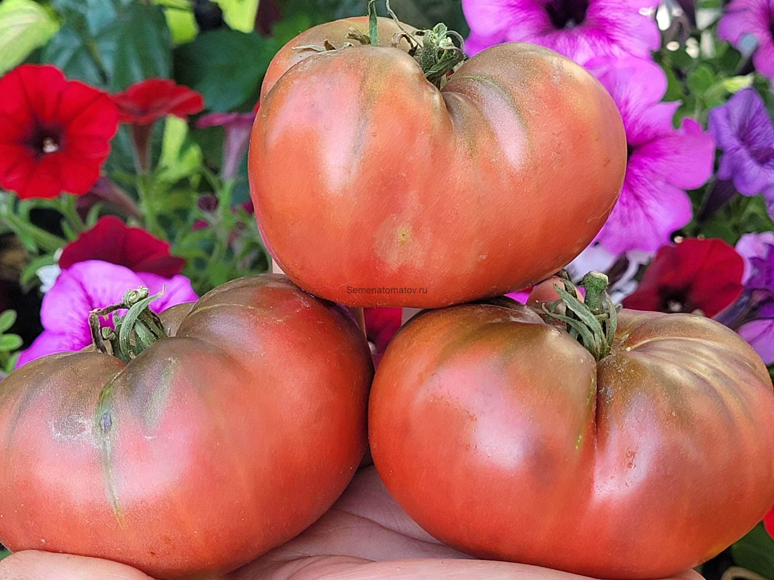 Not Purple Strawberry (Не Фиолетовая клубника)