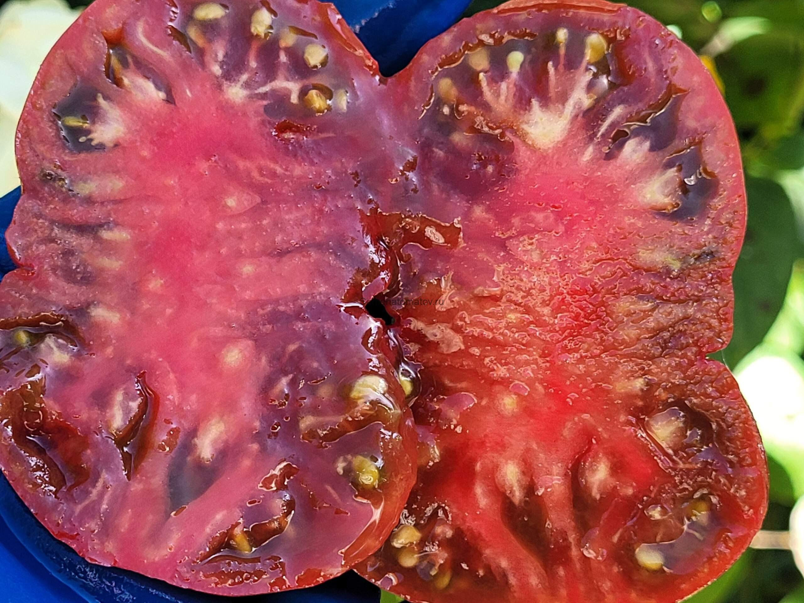 Гном Малиновая Нерка Dwarf Crimson Sockeye — изображение 2