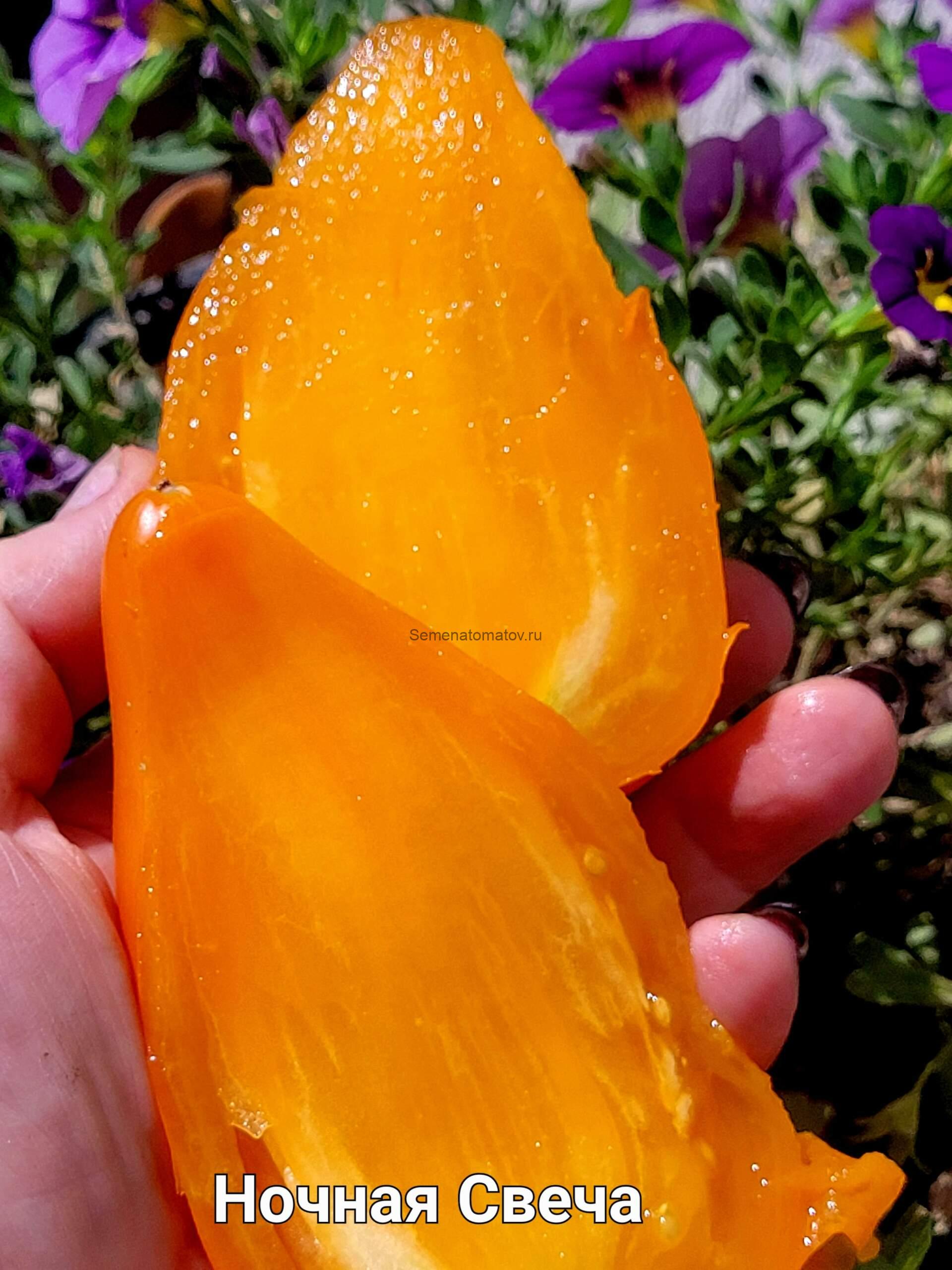 Ночная Свеча Среднеспелый 2м.200-500гр — изображение 2