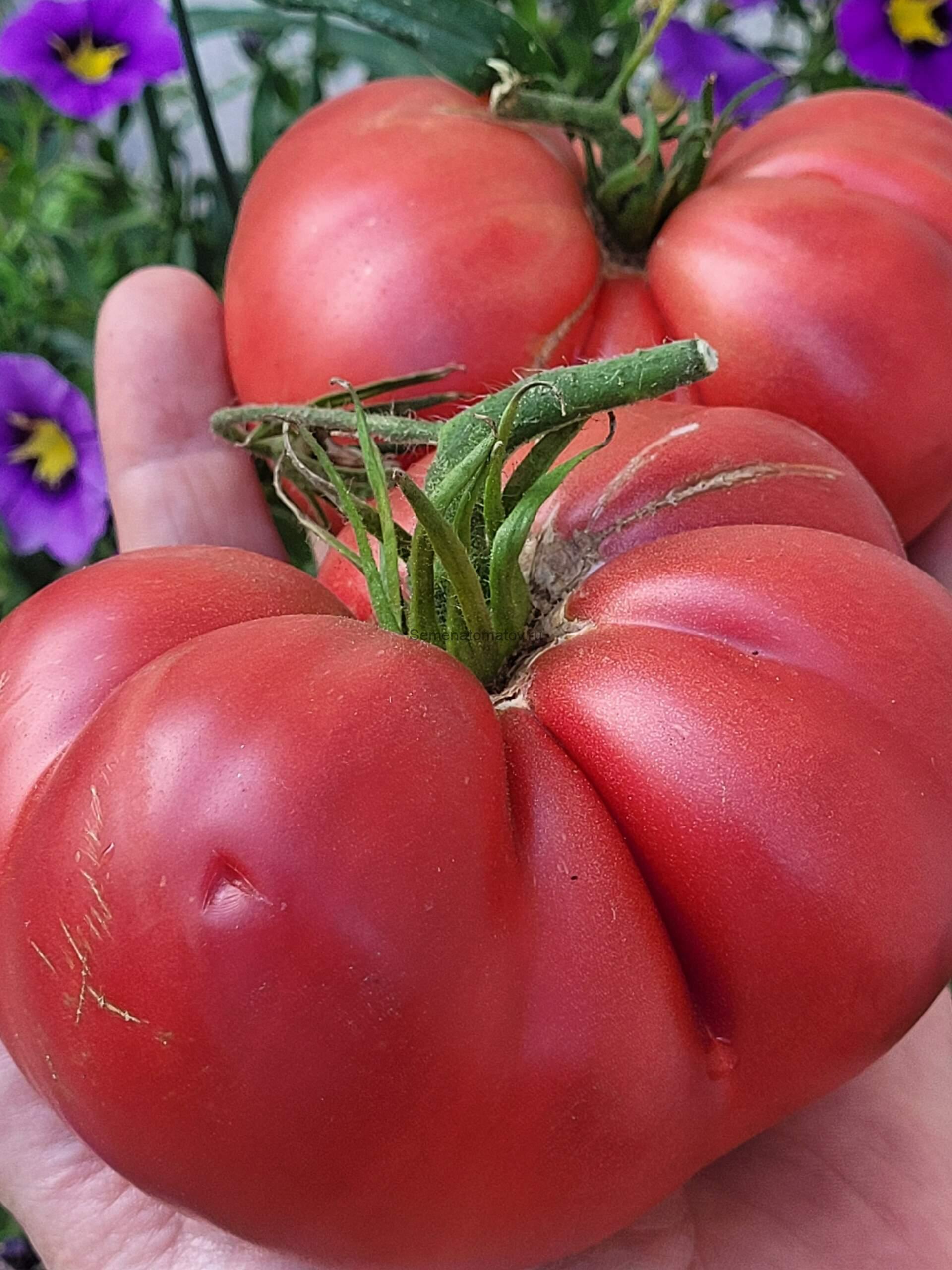 GROSSO DI ANDREA OLEZZA (БОЛЬШОЙ АНДРЕА ОЛЕСЗА)