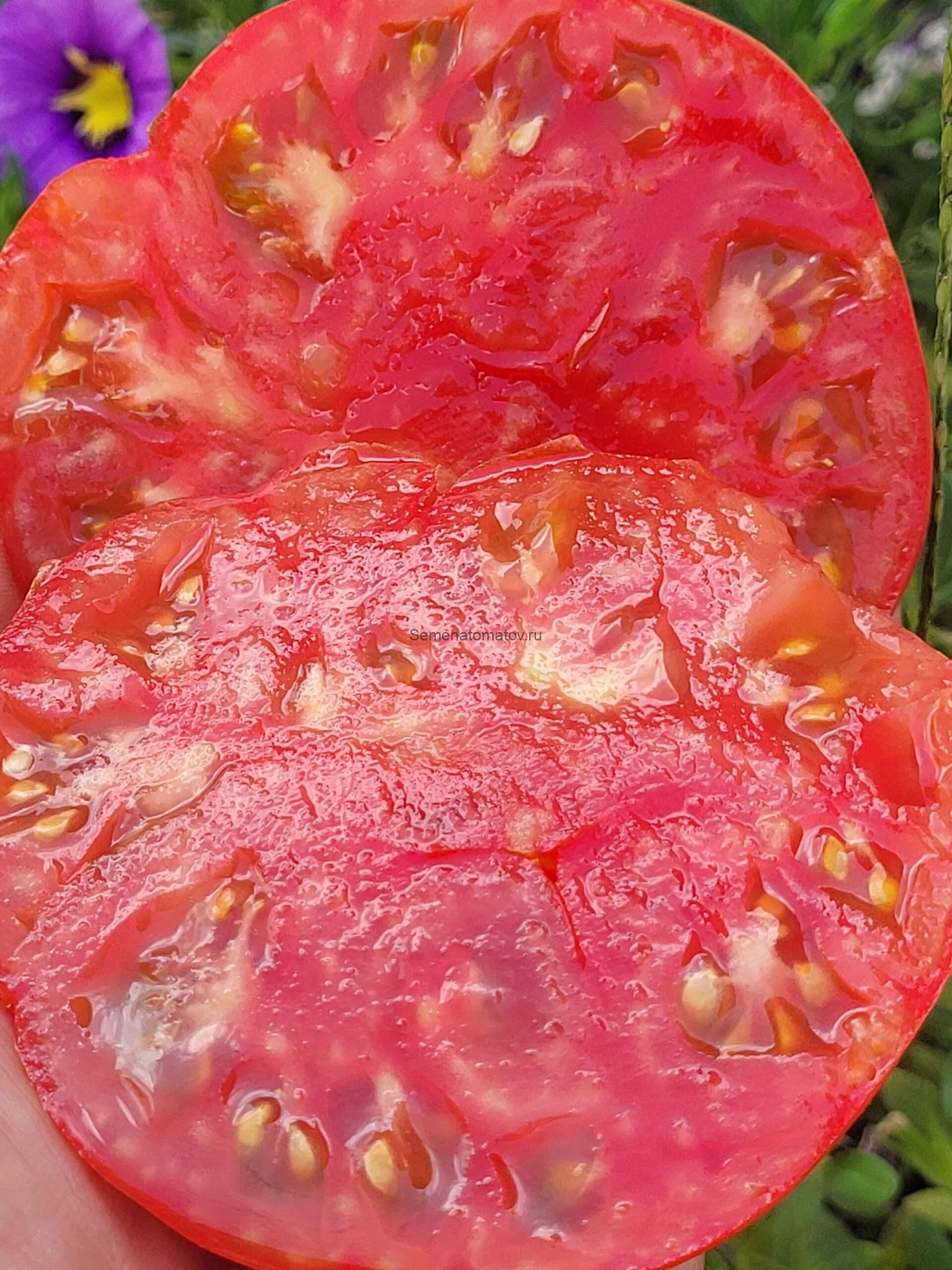 GROSSO DI ANDREA OLEZZA (БОЛЬШОЙ АНДРЕА ОЛЕСЗА) — изображение 3