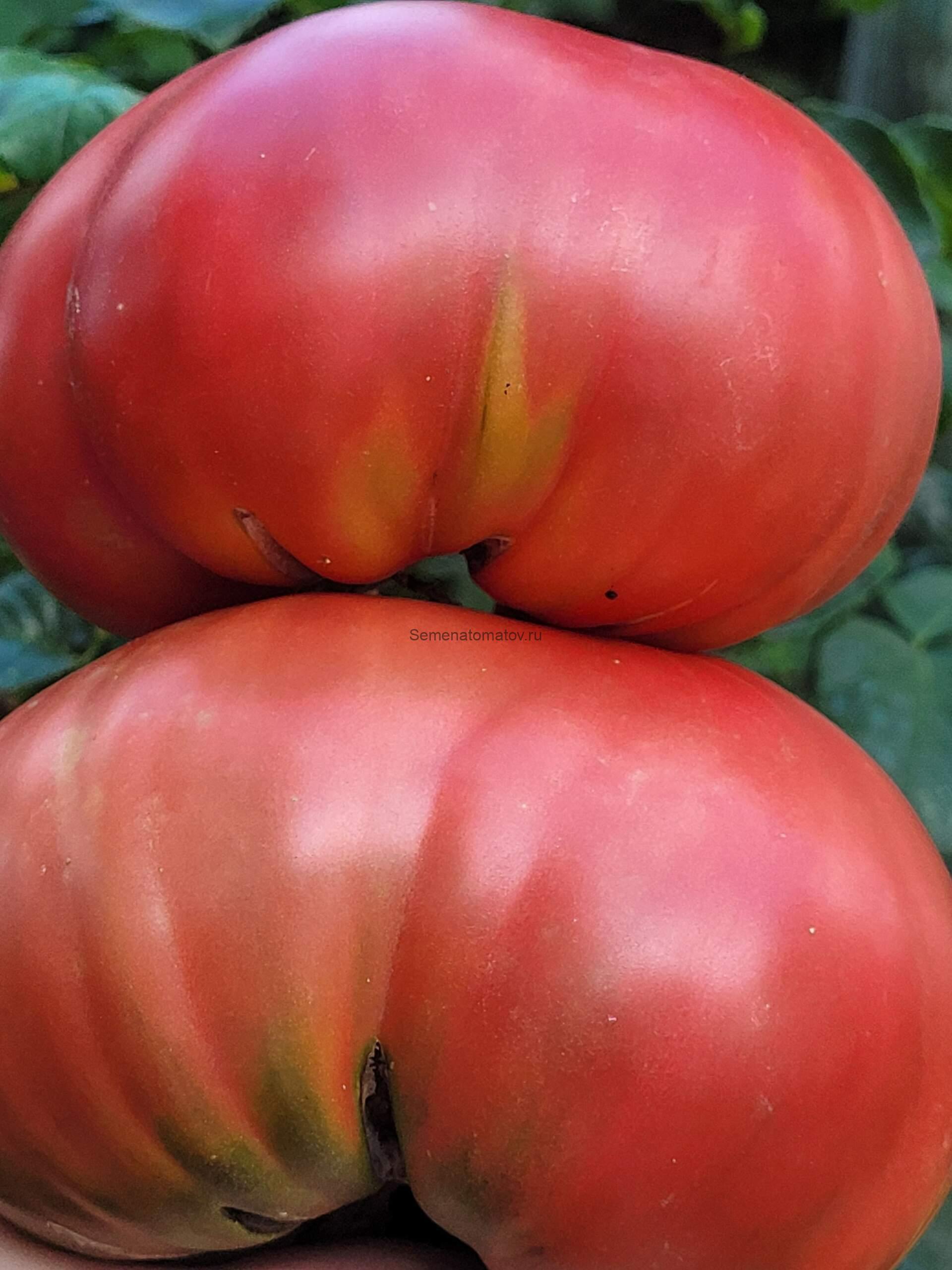 GROSSO DI ANDREA OLEZZA (БОЛЬШОЙ АНДРЕА ОЛЕСЗА) — изображение 2