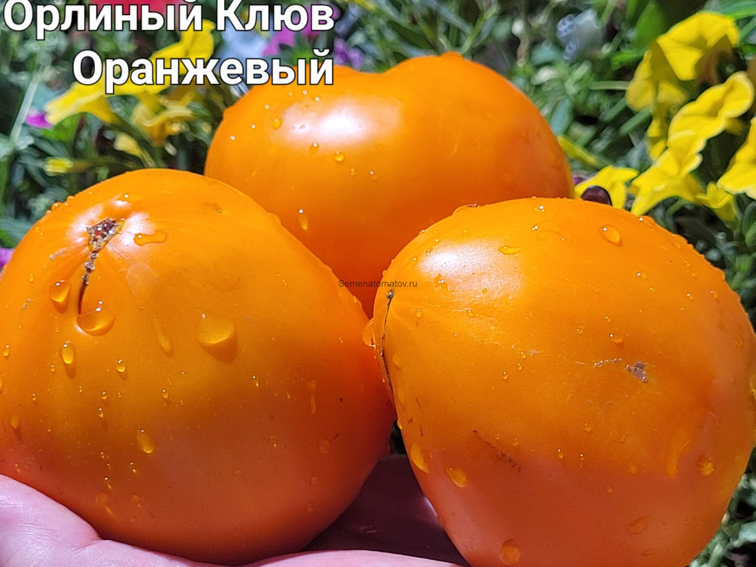 Орлиный Клюв Оранжевый