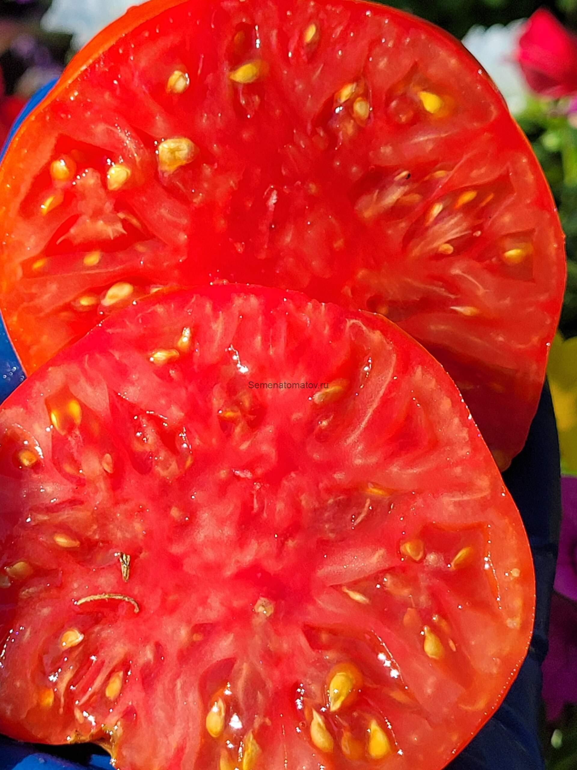 Jackass red dwarf / Гном Красный осёл — изображение 2