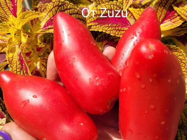 NN3529 Zuzu — изображение 3