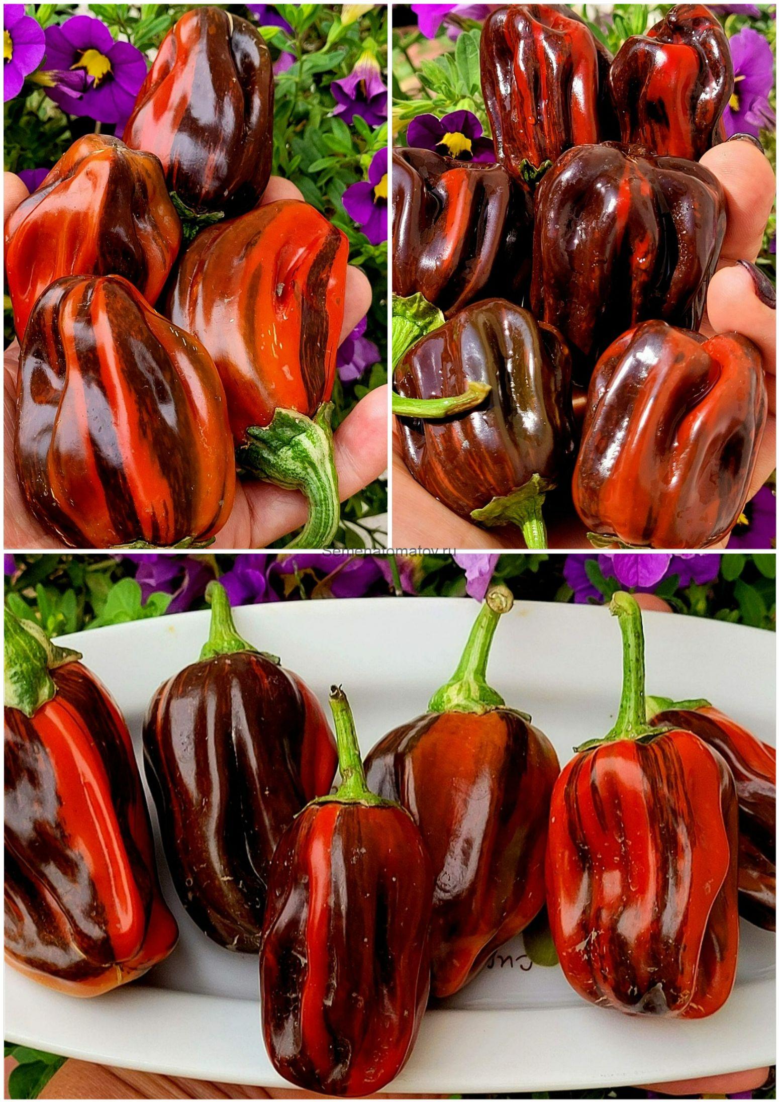 Candy Cane Chocolate Cherry (Variegated)Конфета Шоколадная Вишня (Пестрая) — изображение 2