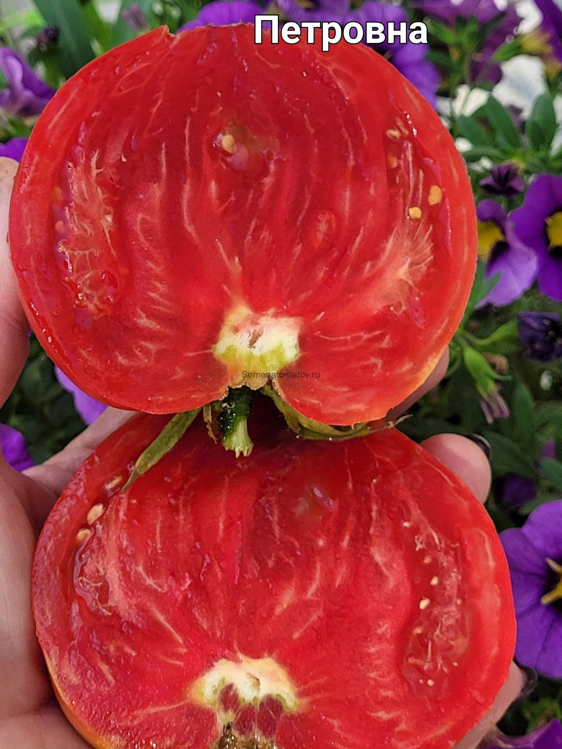 Петровна 1.8м Среднеспелый 300-700гр — изображение 2