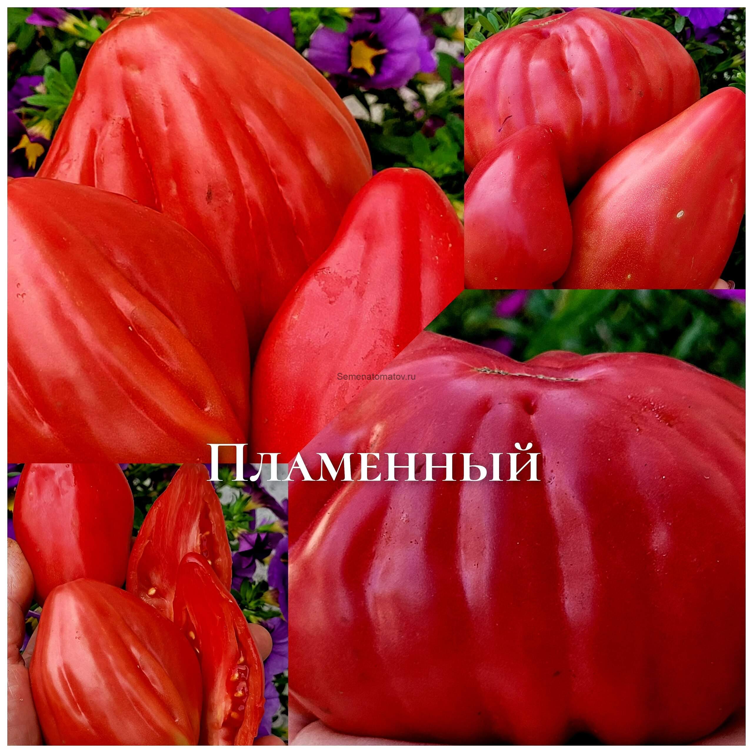 Fiammante ( Пламенный)Италия — изображение 3