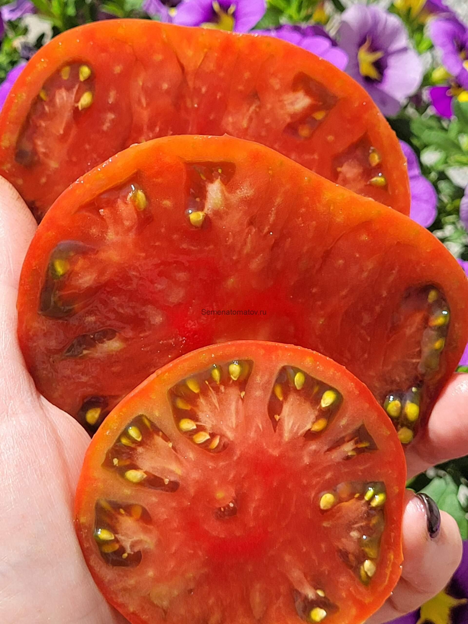 One Trick Pony/Уан ТРик Пони — изображение 2