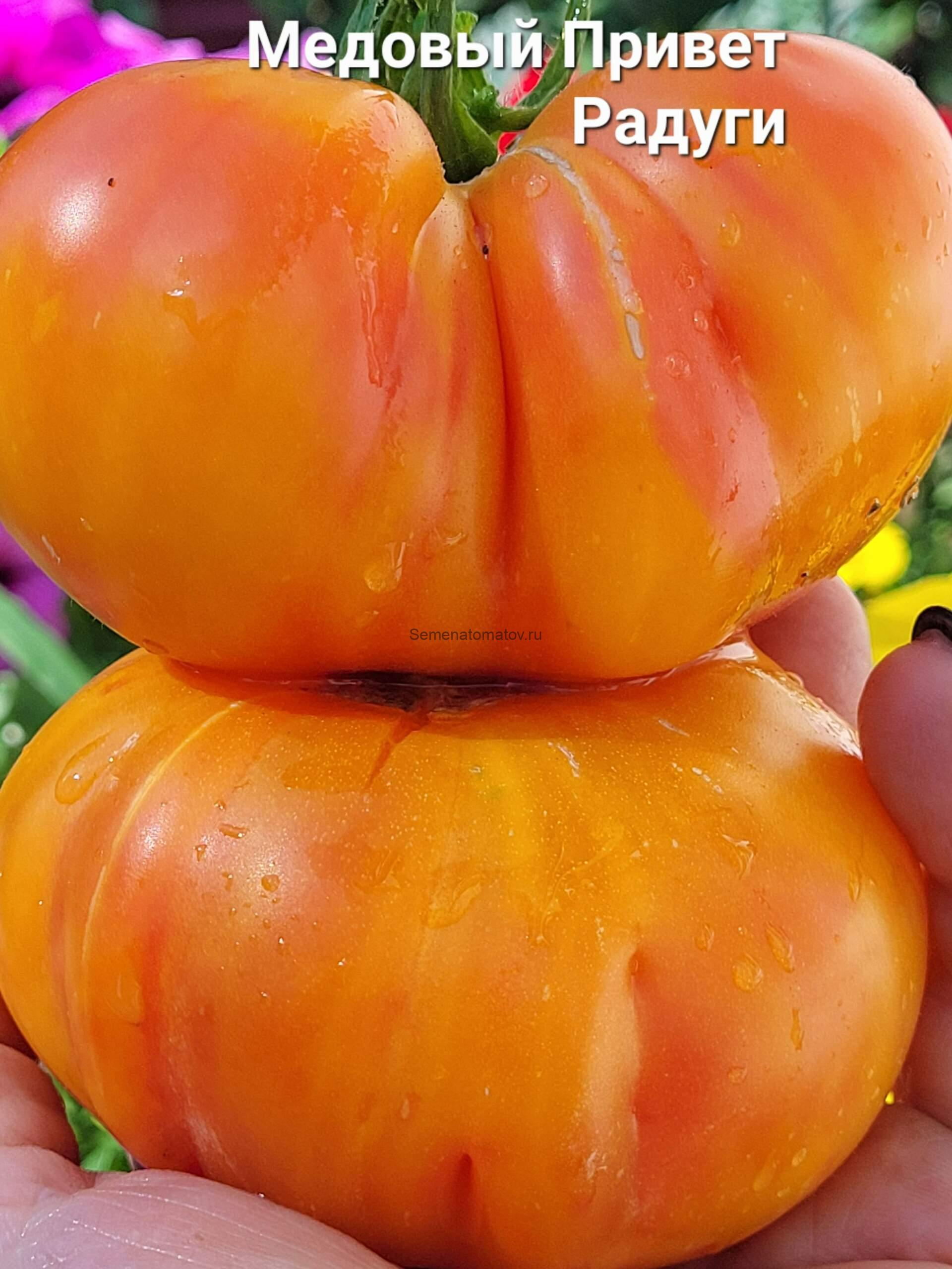 Медовый Привет Радуги ( Mile di Saluto Arkobaleno, Италия) — изображение 3