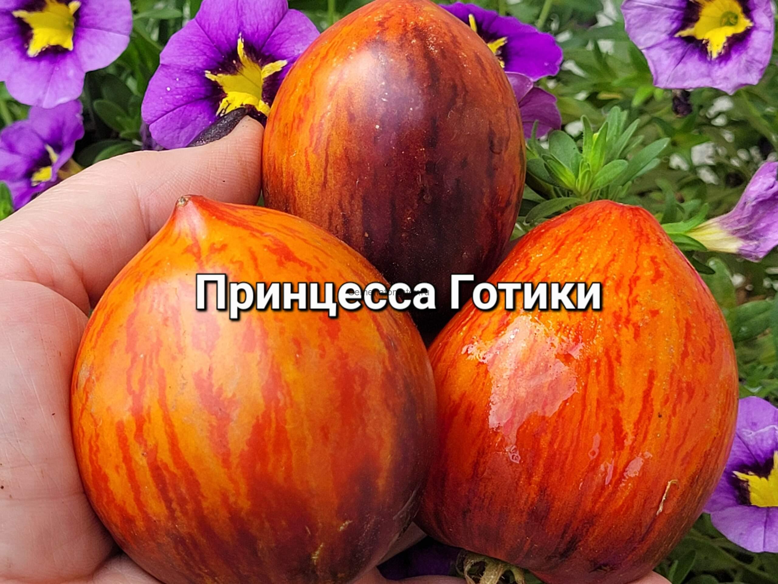 Принцесса готики (Princess of gotic)