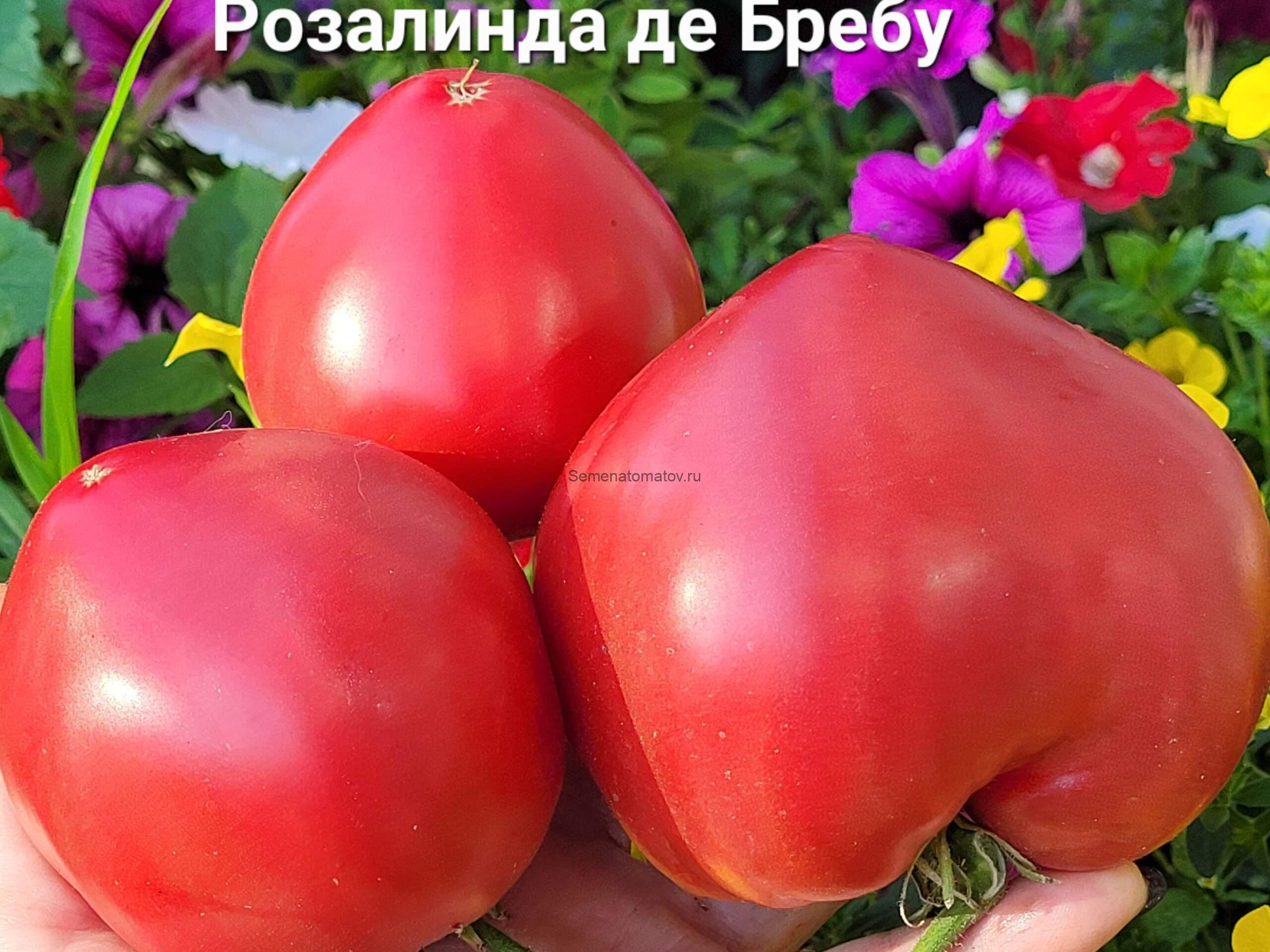 (Rozalinda de Brebu) Розалинда де Бребу, Румыния