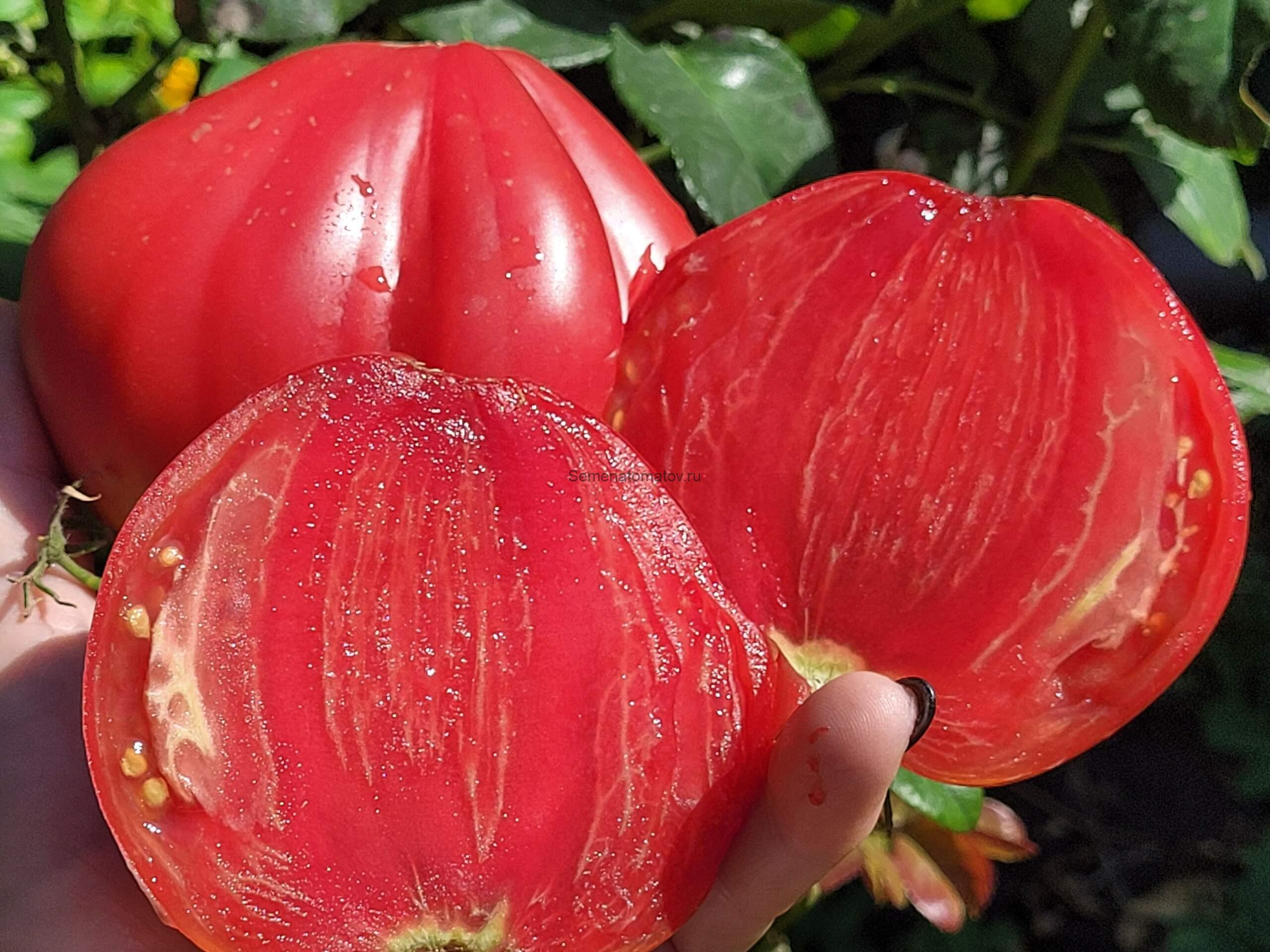 Розовый Делис Pink Delice 1.8м среднеспелый 300-400гр — изображение 2