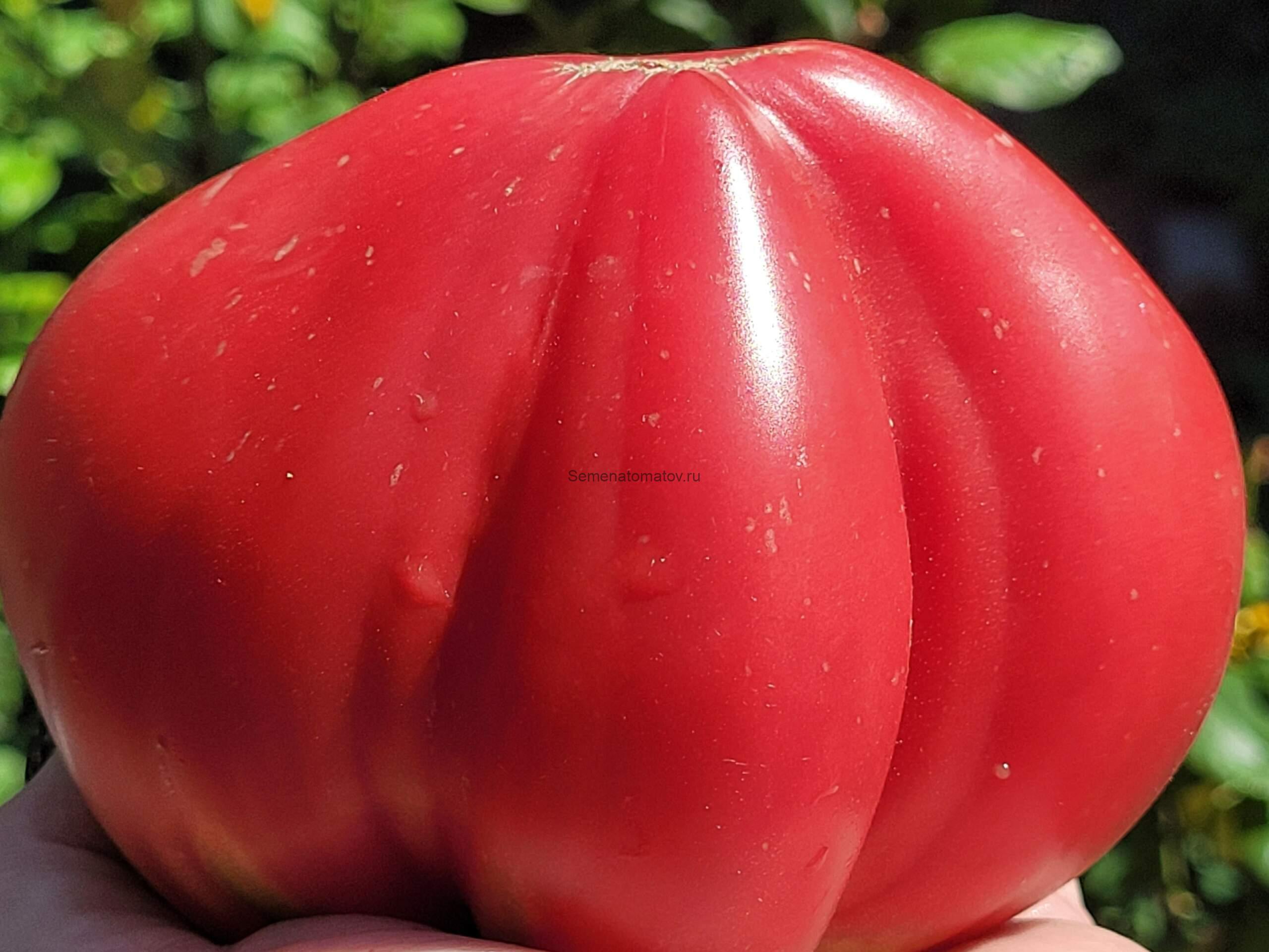 Розовый Делис Pink Delice 1.8м среднеспелый 300-400гр — изображение 3