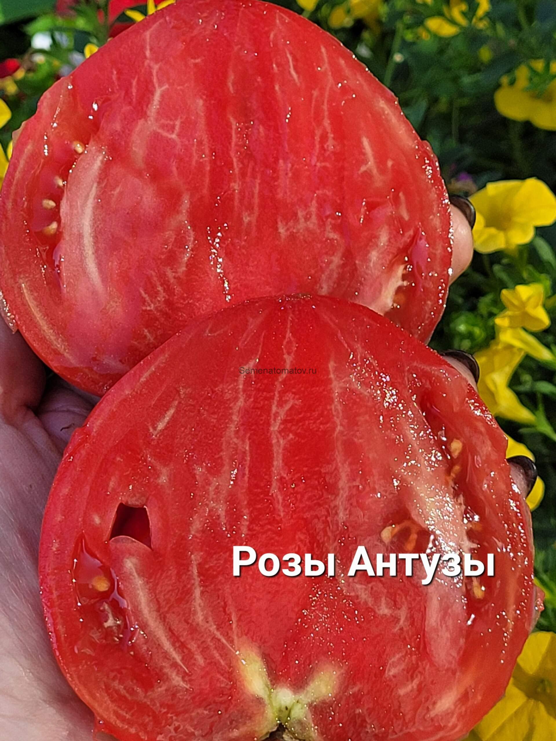 Antuzei roz (Розовые Антузы)2м.среднеспелый 300-700гр — изображение 2