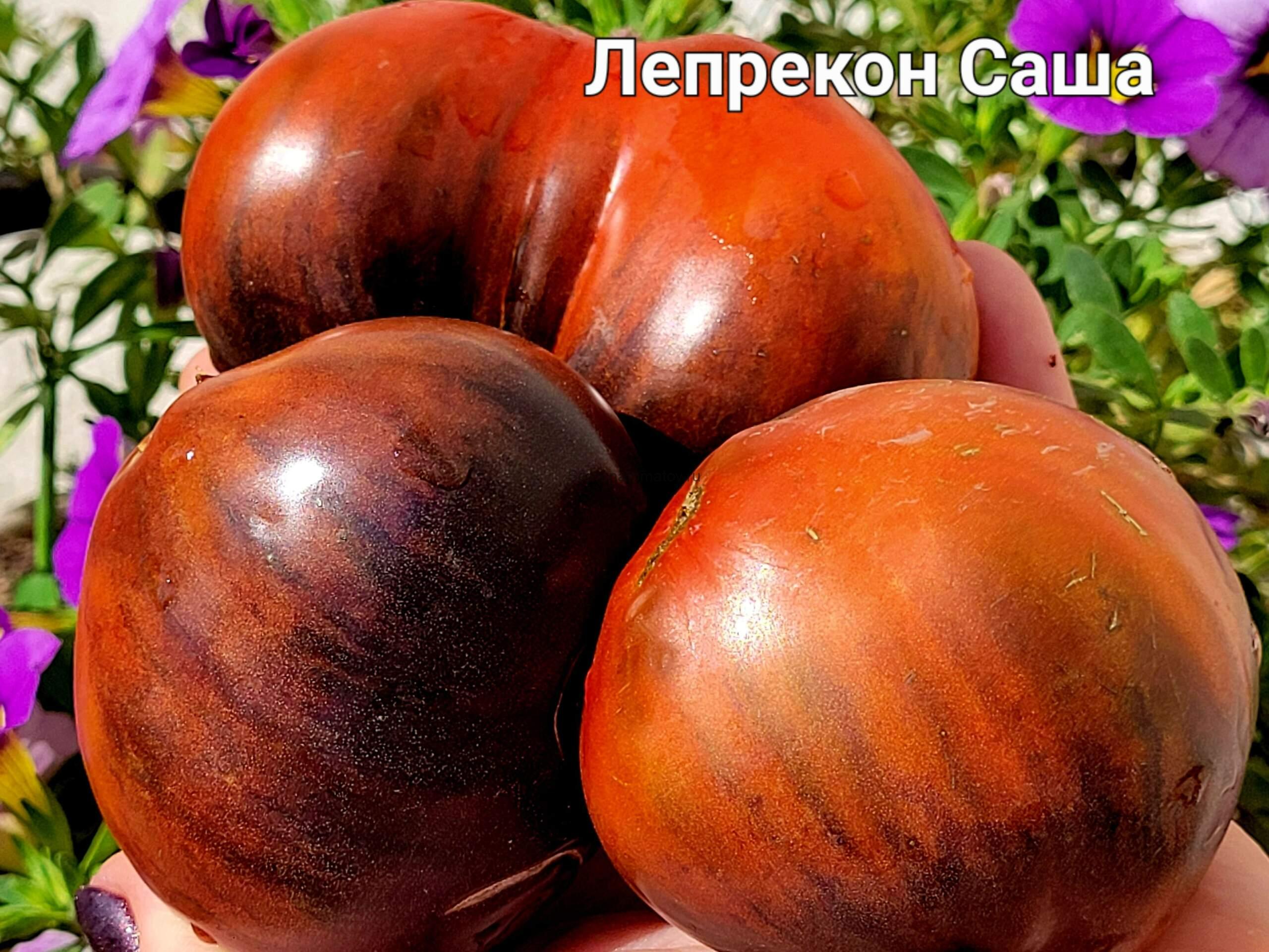 Leprechaun Sasha / Лепрекон Саша 1м среднеспелый 150-300гр