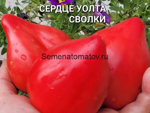 Walt Swolka Heart Сердце Уолта Сволки 2м.среднеспелый 300-400гр — изображение 3