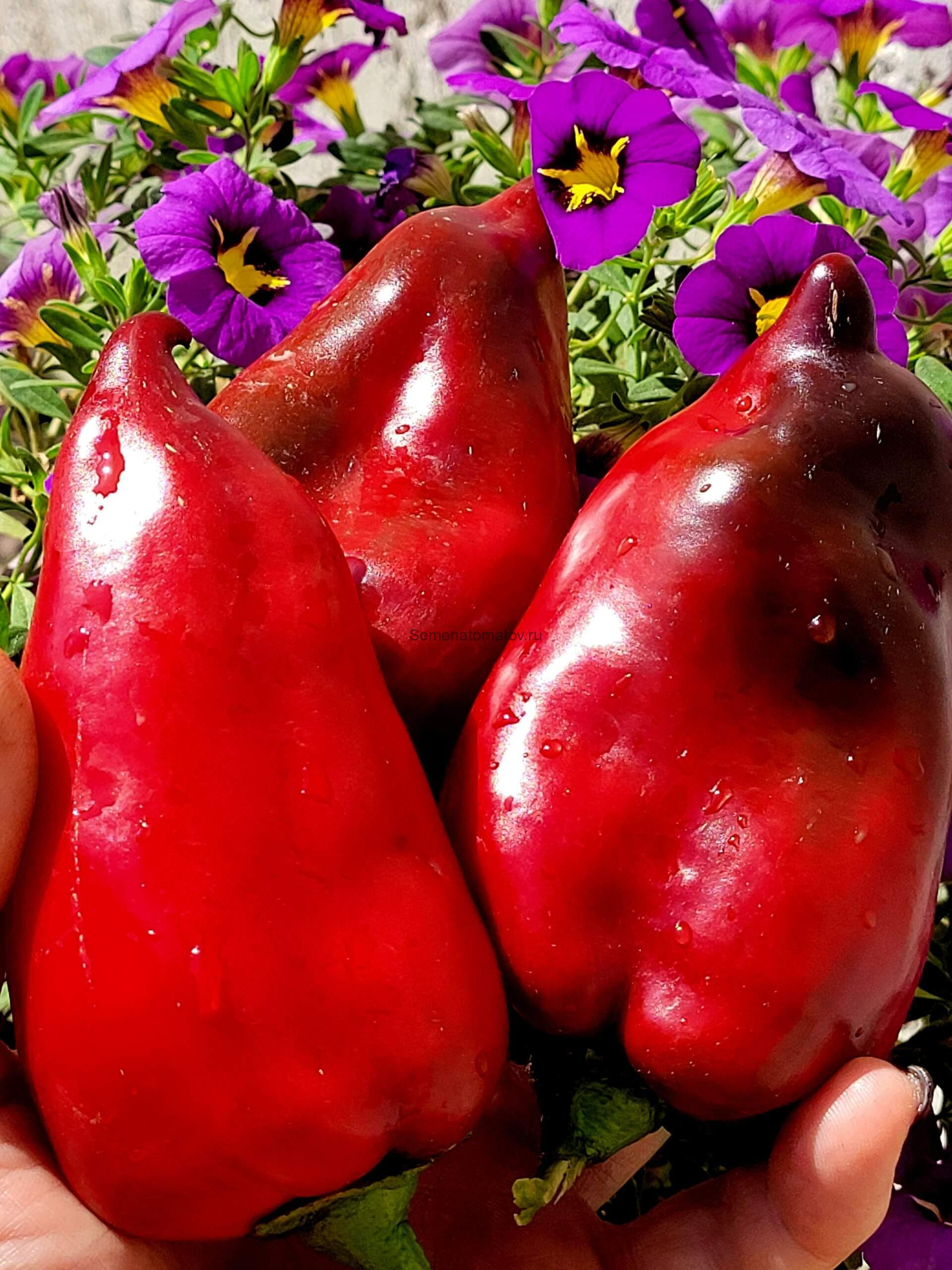 След Кометы