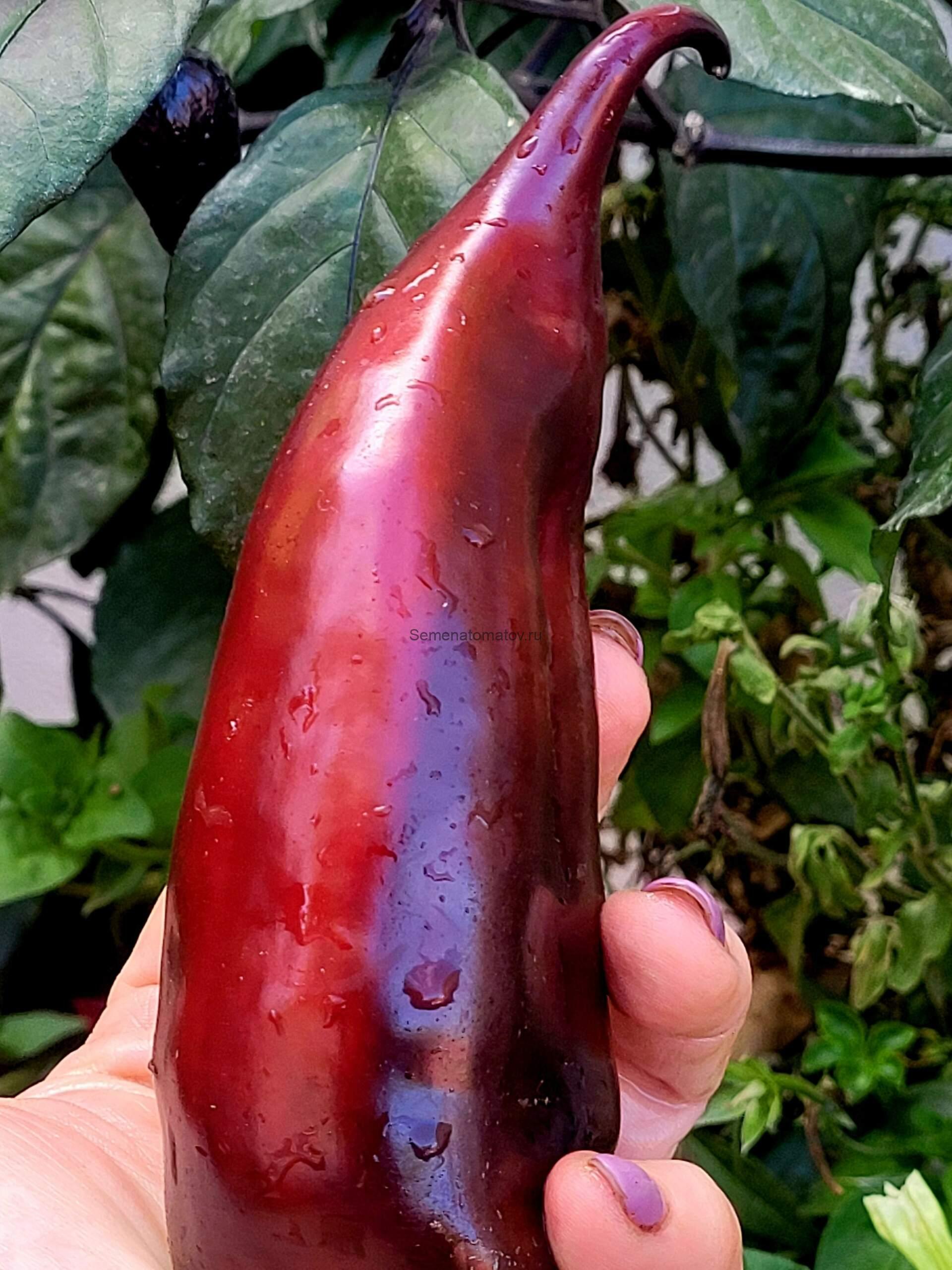 След Кометы — изображение 2