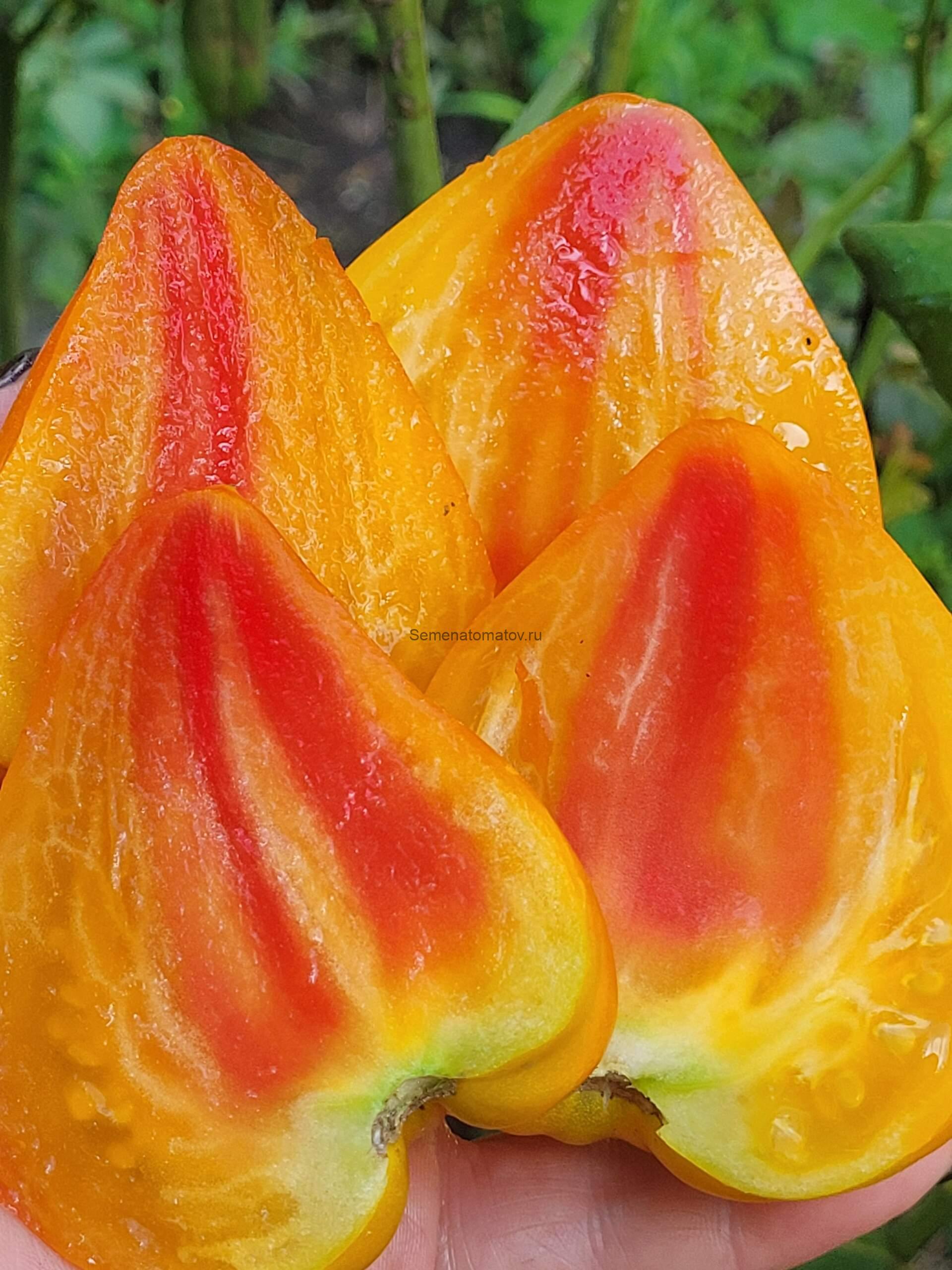 Gourmansun (Солнечный гурман) 2м среднеспелый 200-500гр — изображение 2