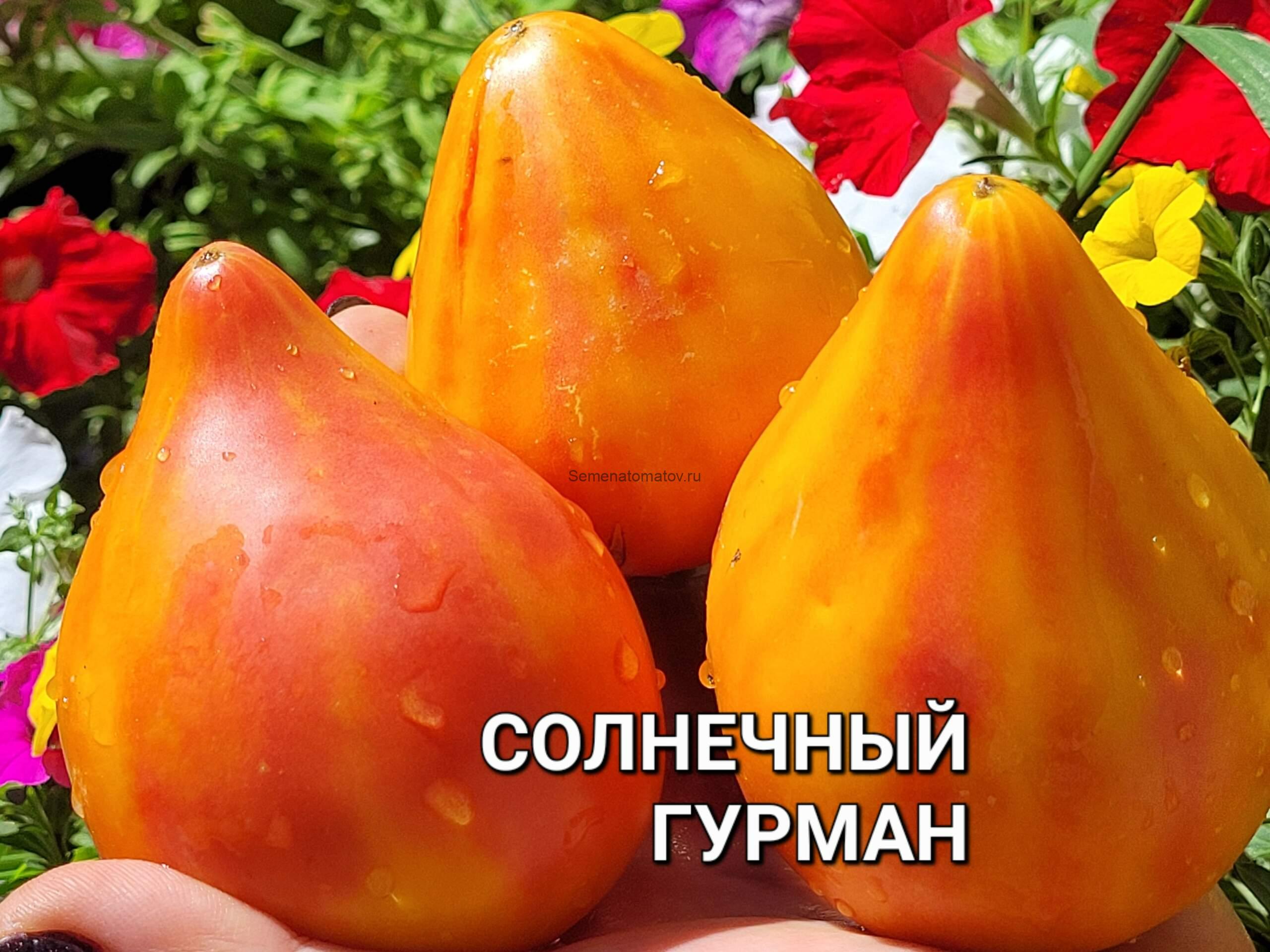 Gourmansun (Солнечный гурман) 2м среднеспелый 200-500гр