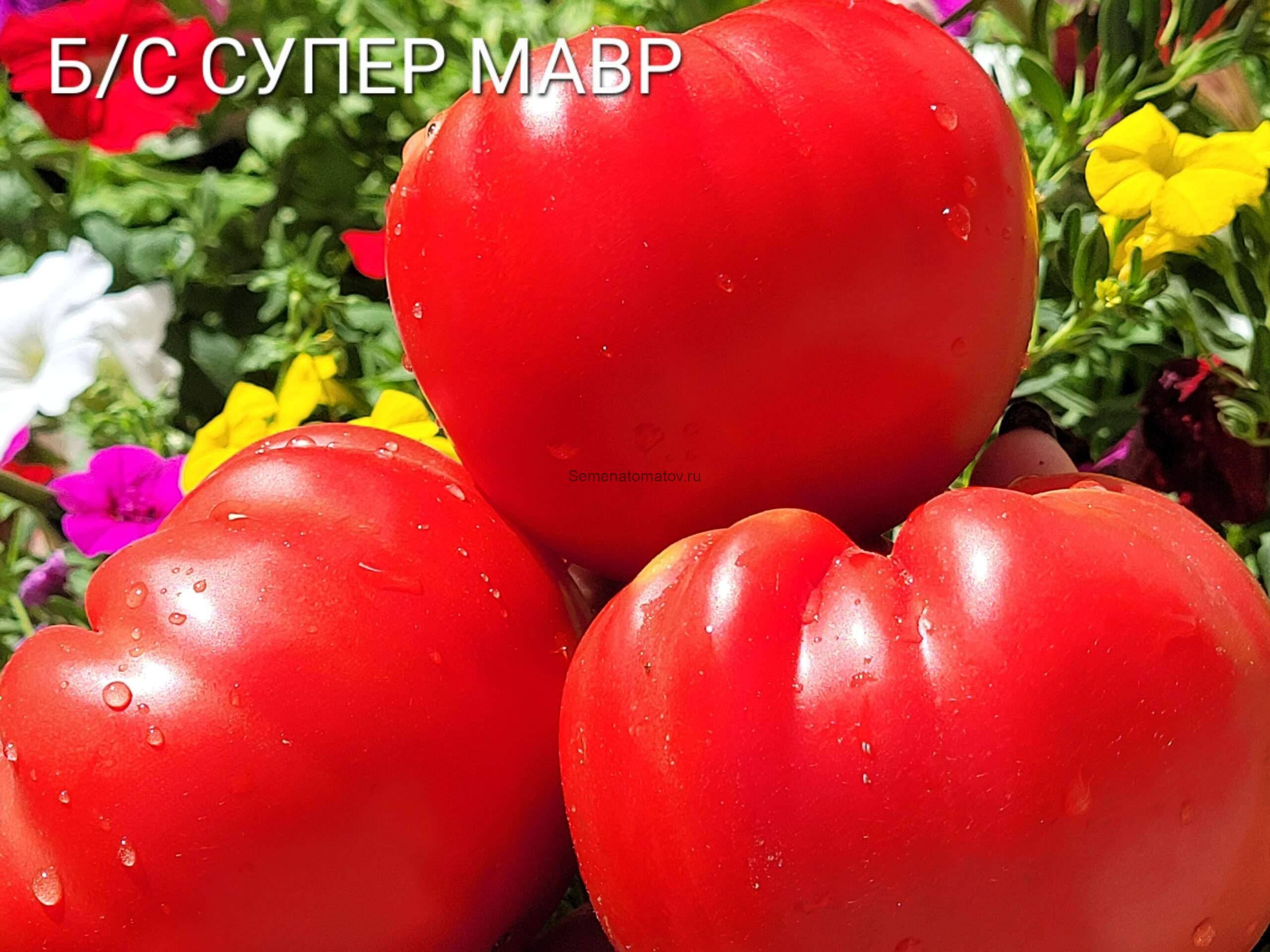 Бычье Сердце Супер Марв ( Super Marv Oxheart)