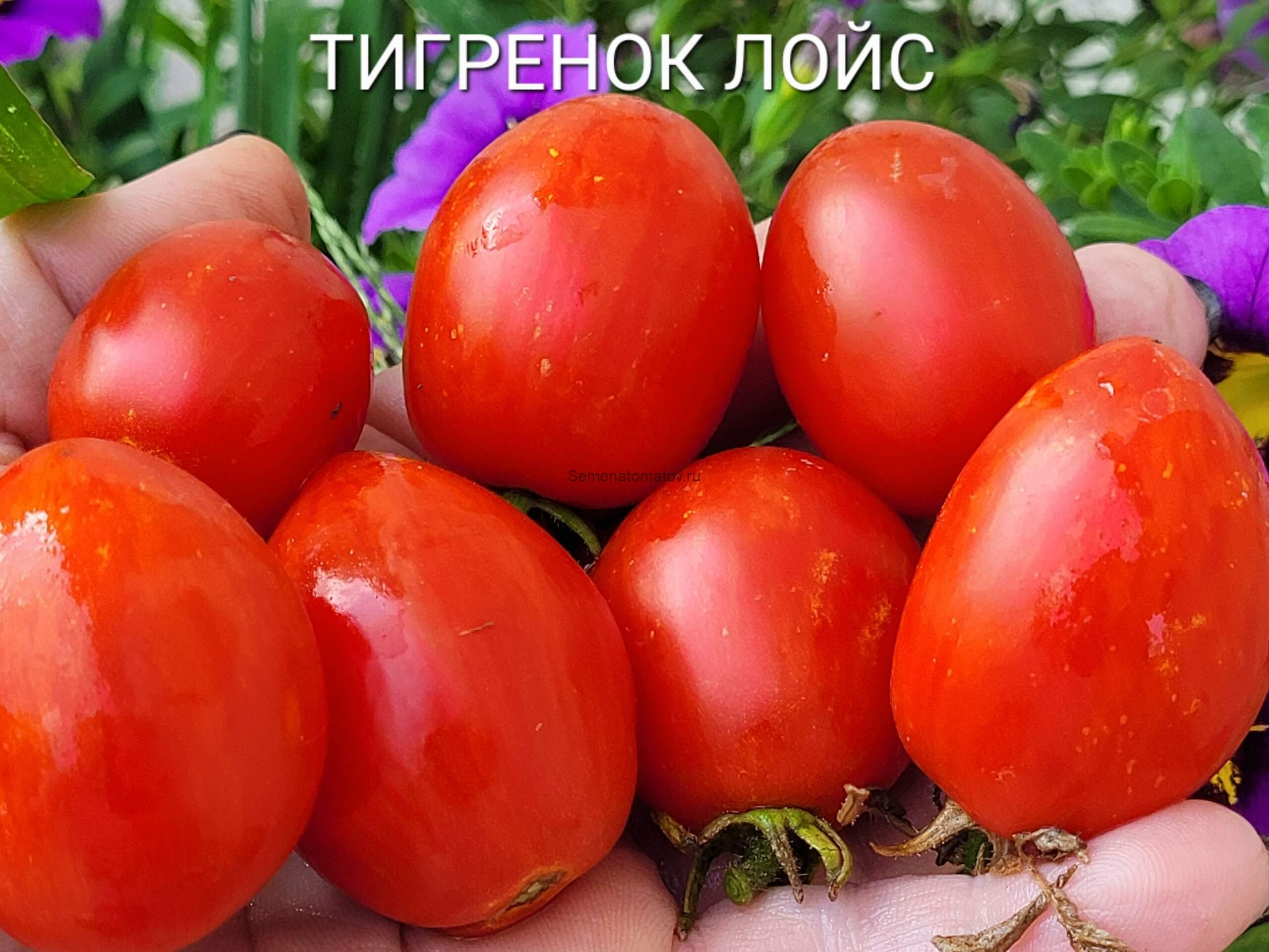 Тигренок Лойс (Lois Baby Tiger)