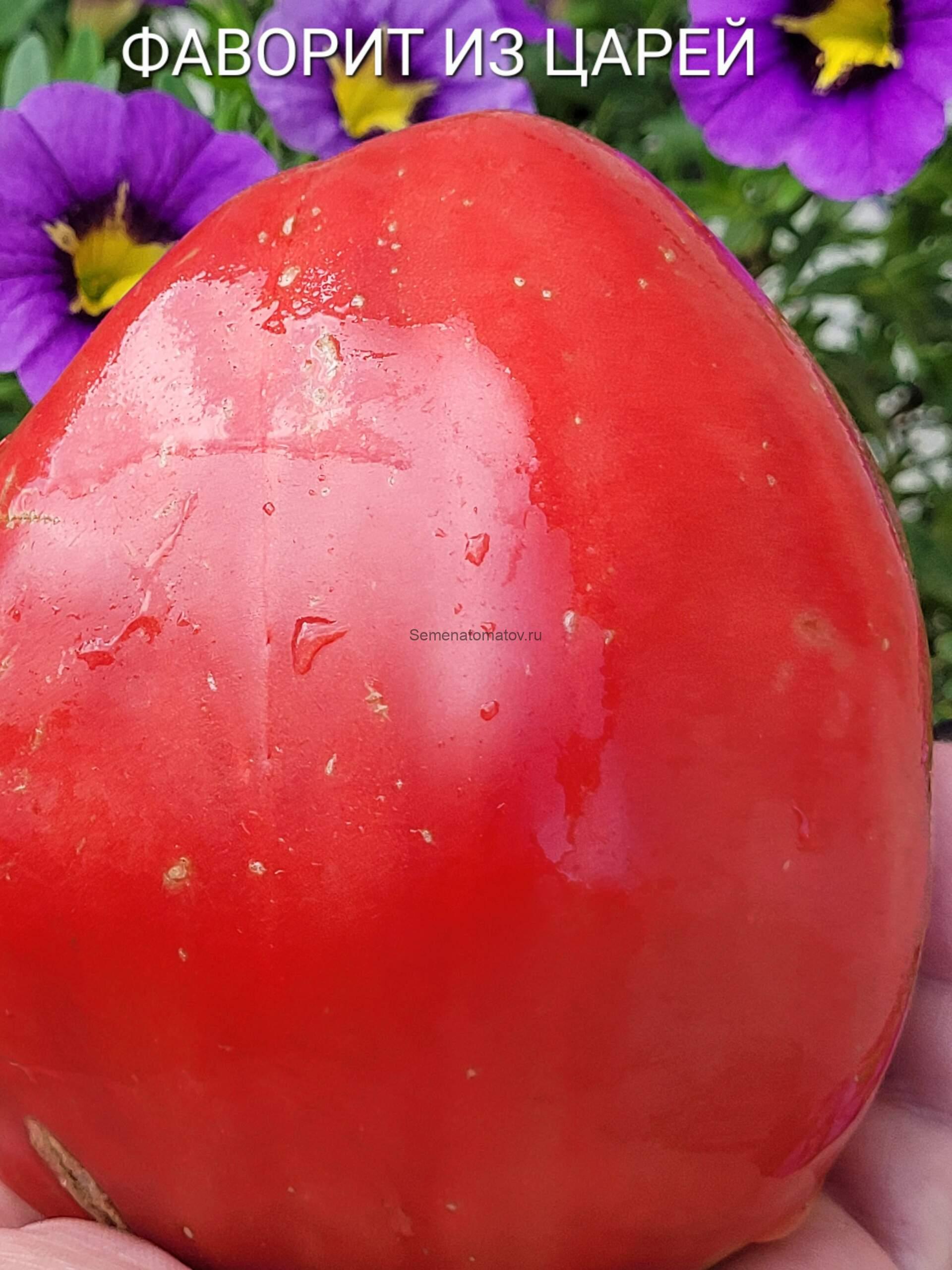 Фаворит из Царей