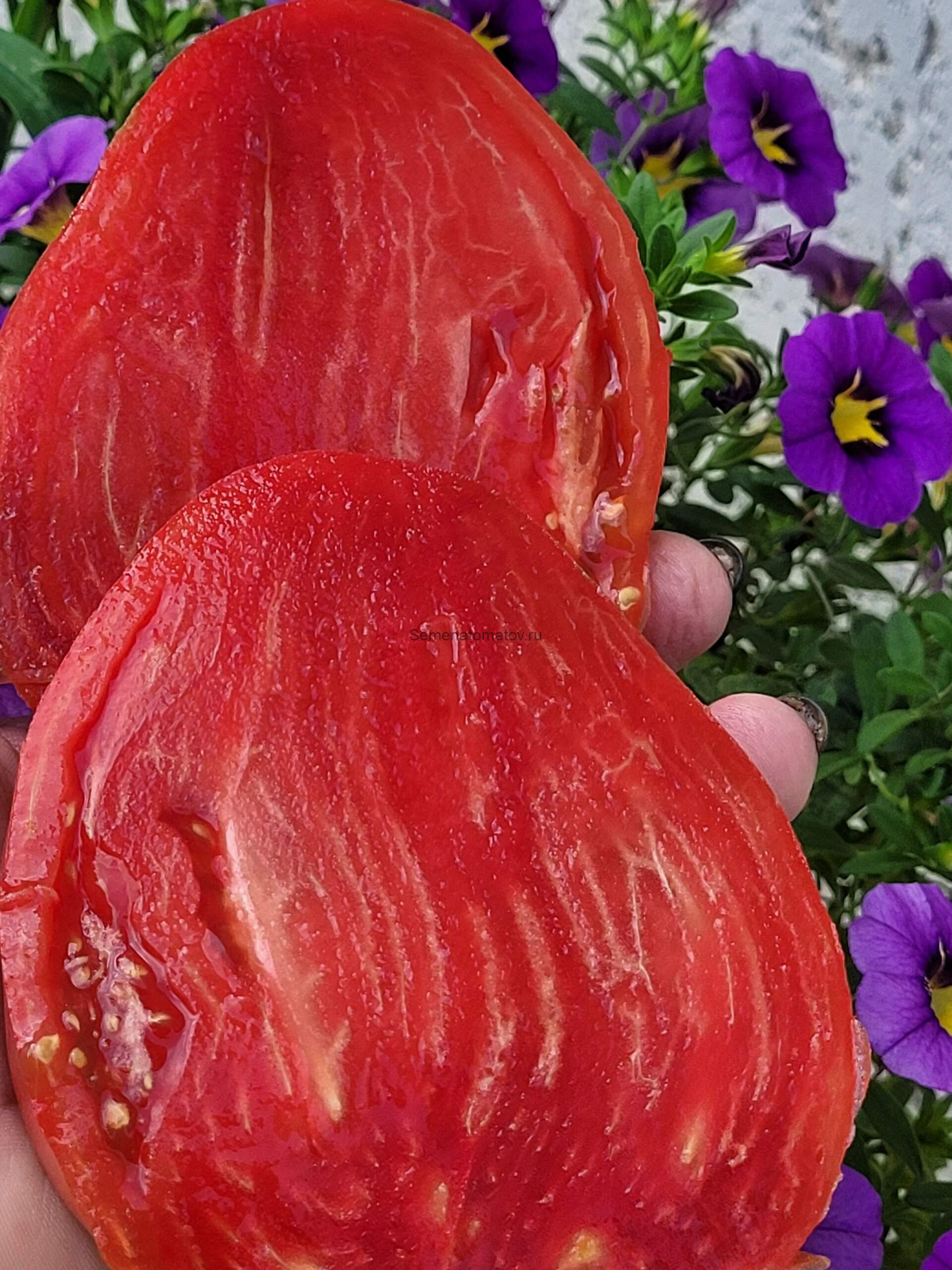 Фаворит из Царей — изображение 2