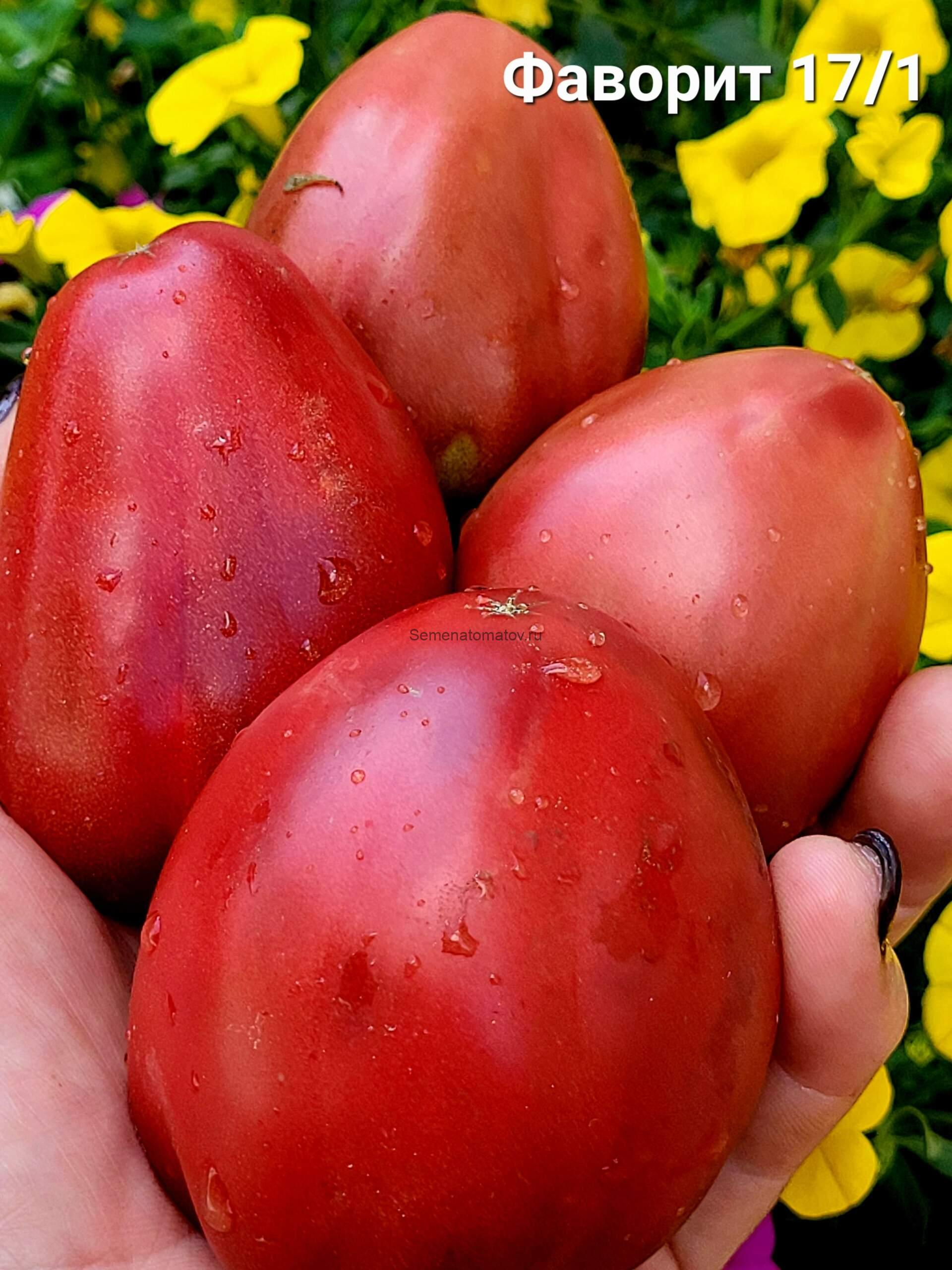 Фаворит 17/ 1 (Faworyt 17/ 1, malin sak x Bordo, Польша