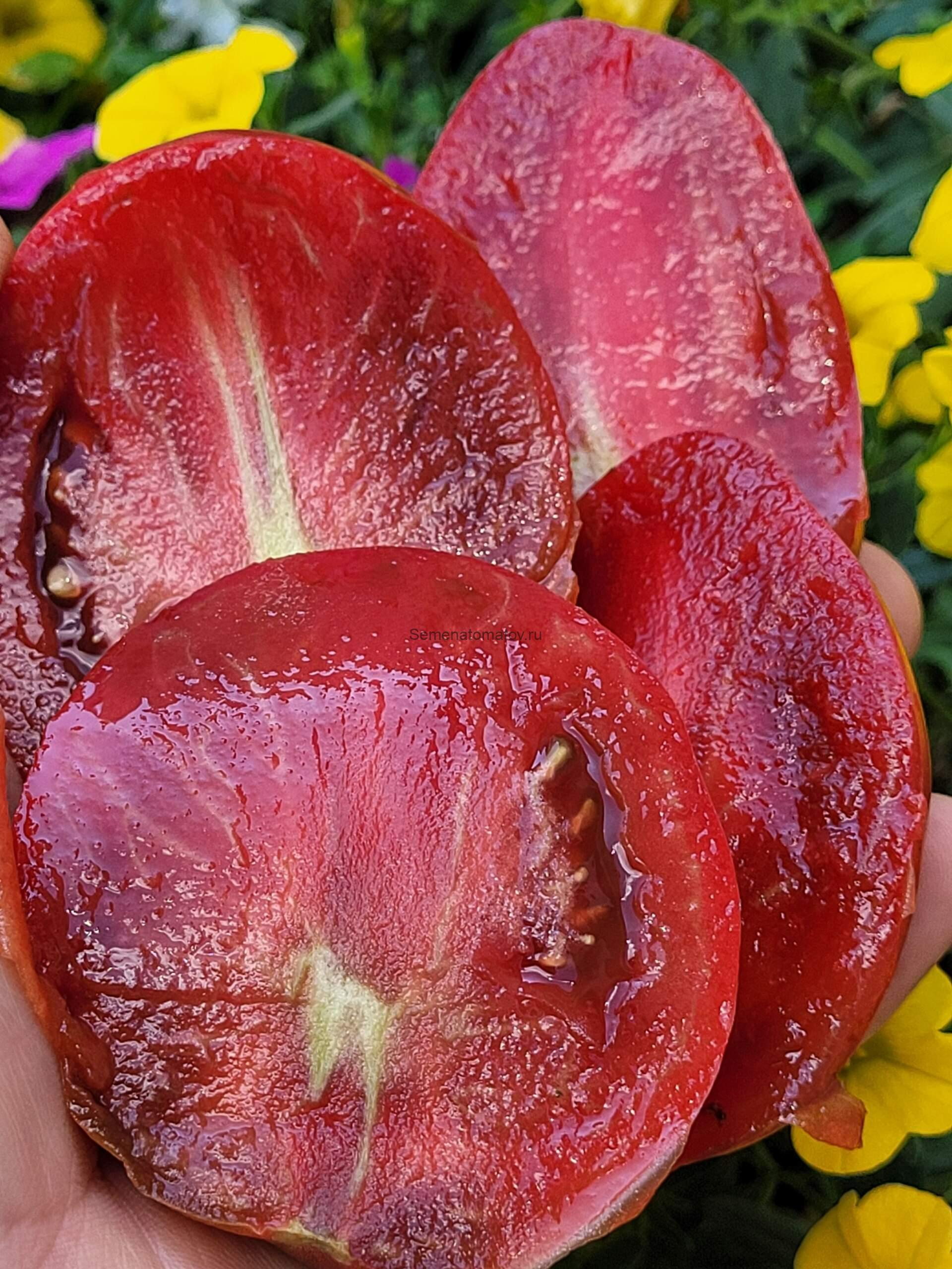 Фаворит 17/ 1 (Faworyt 17/ 1, malin sak x Bordo, Польша — изображение 2