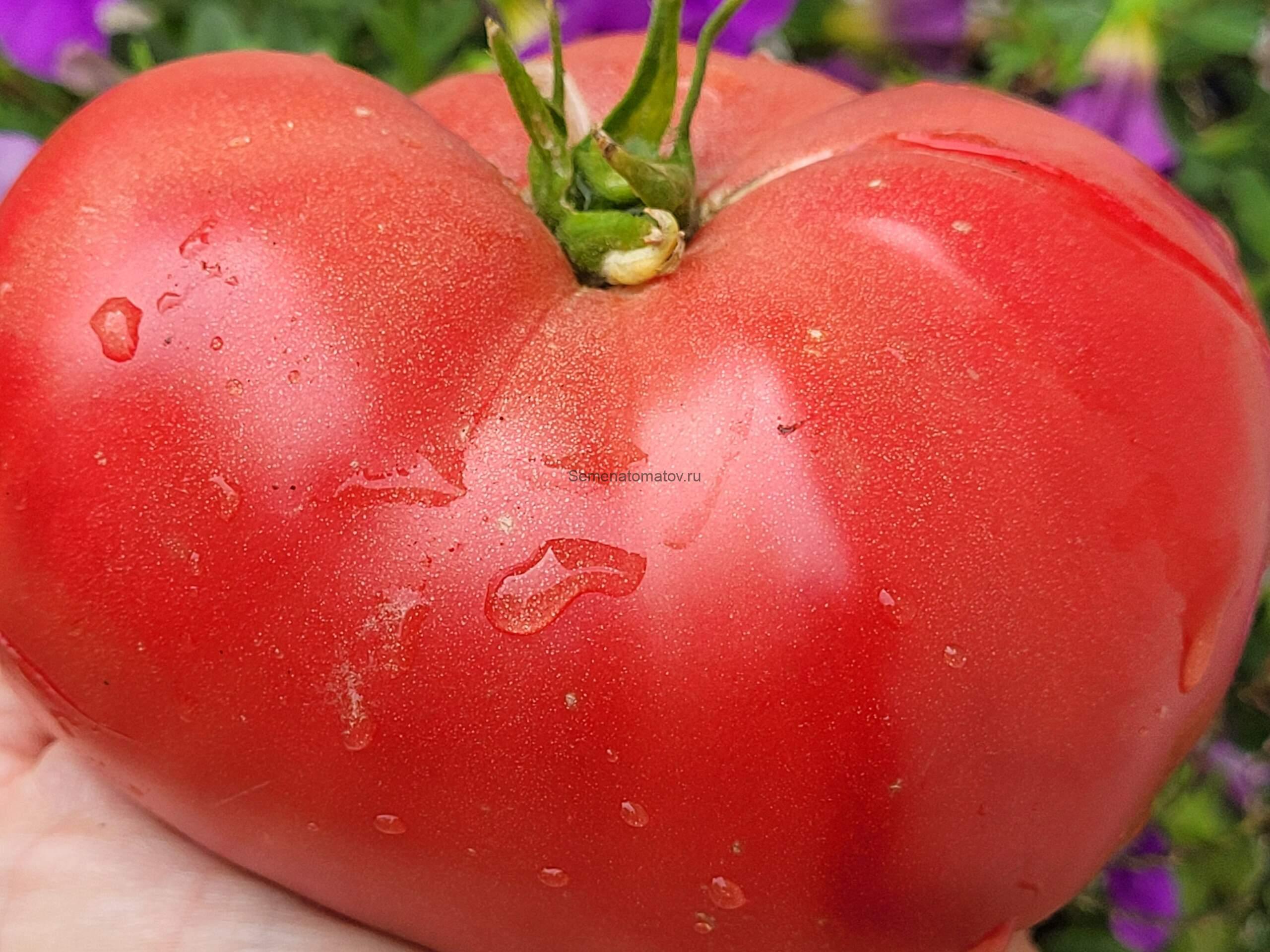 Старинный Фермерский Кейн Брейка