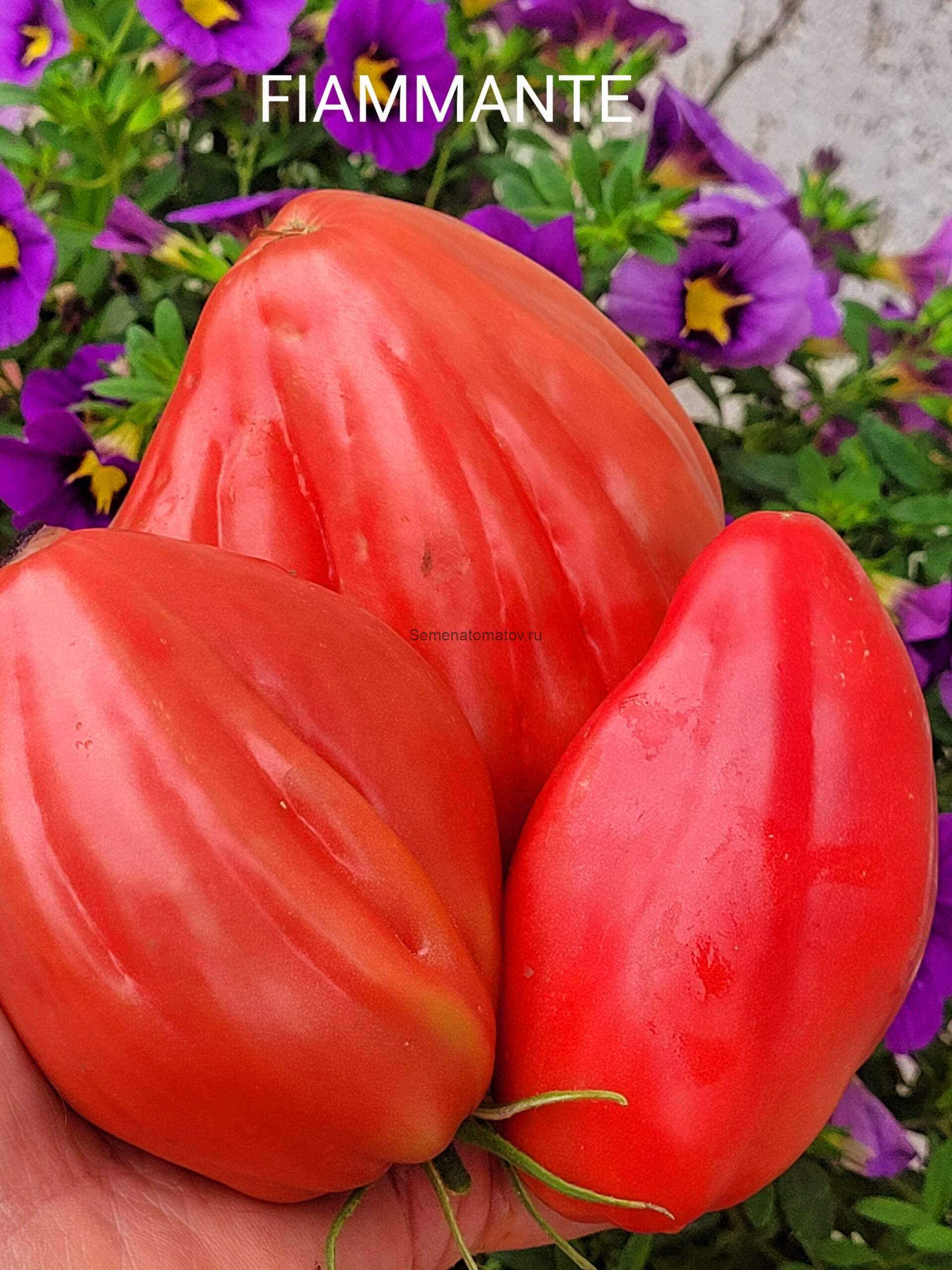 Fiammante ( Пламенный)Италия