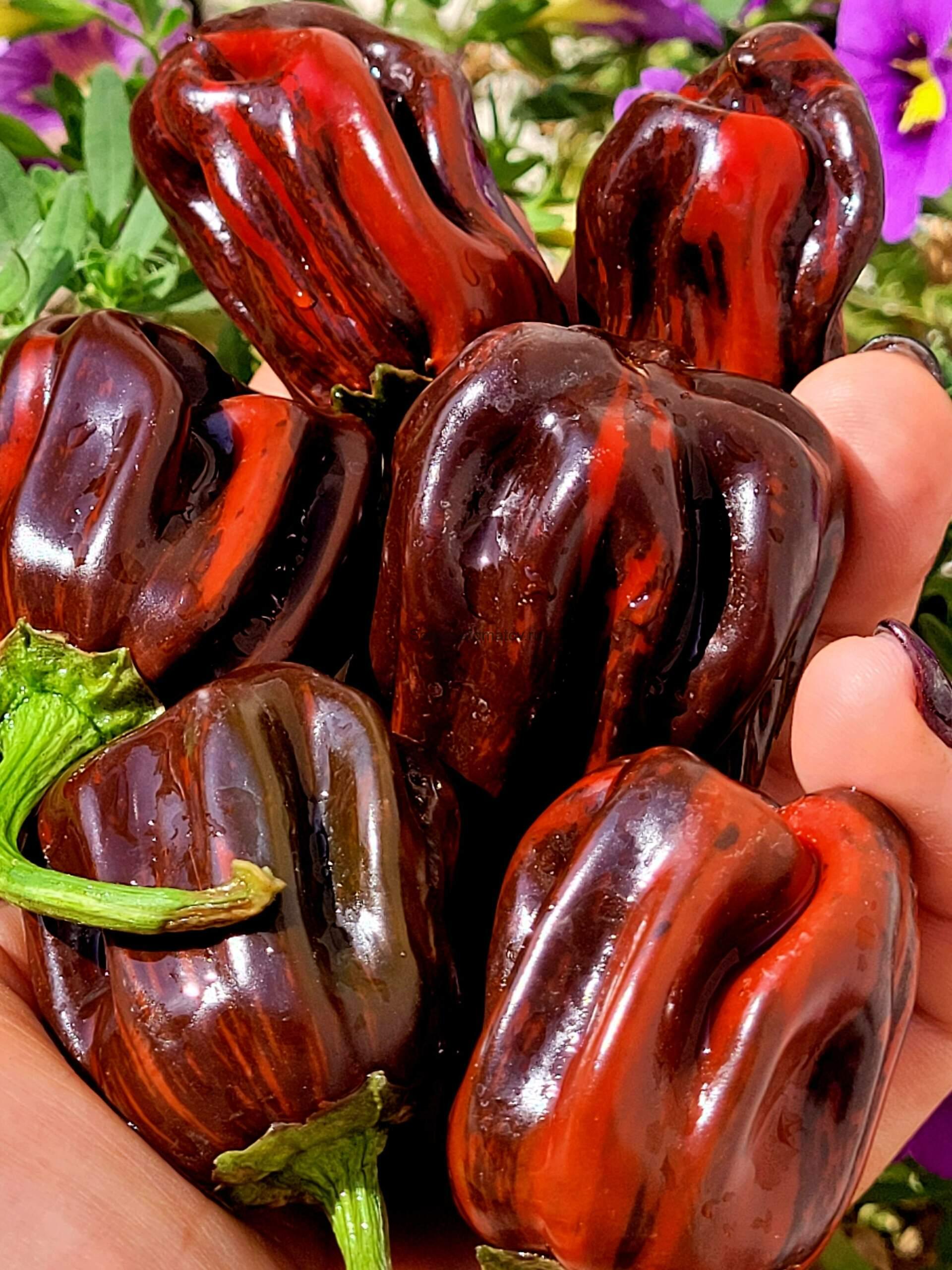 Candy Cane Chocolate Cherry (Variegated)Конфета Шоколадная Вишня (Пестрая)