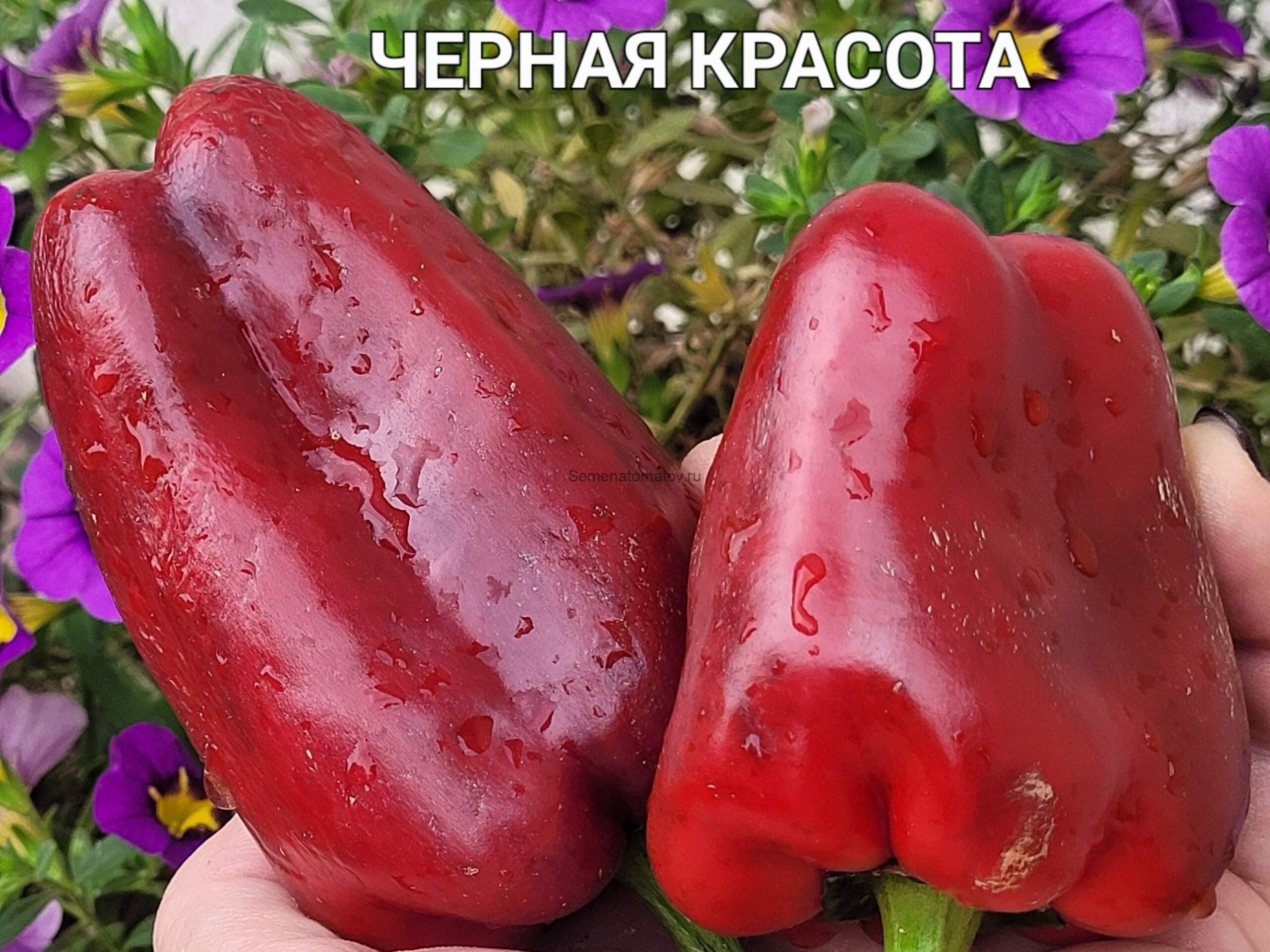 Black Beauty Черный Красавец