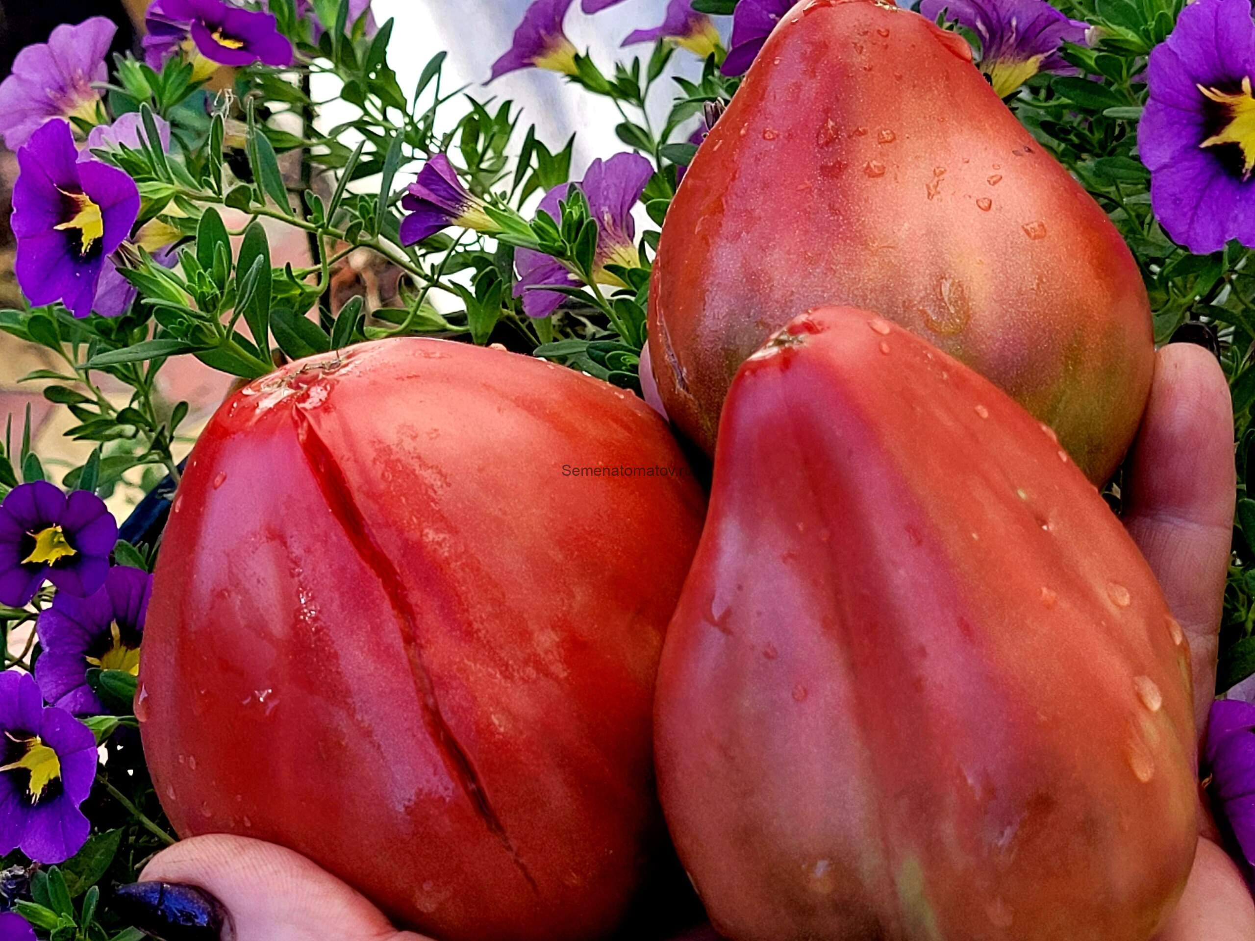 Чинук Chinook 1.8м среднеспелый 300-500гр — изображение 3