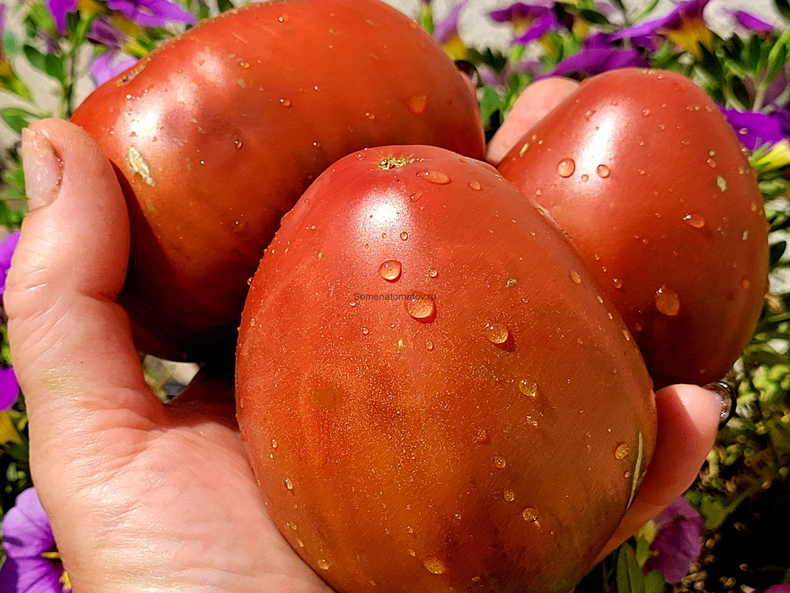 Чинук Chinook 1.8м среднеспелый 300-500гр