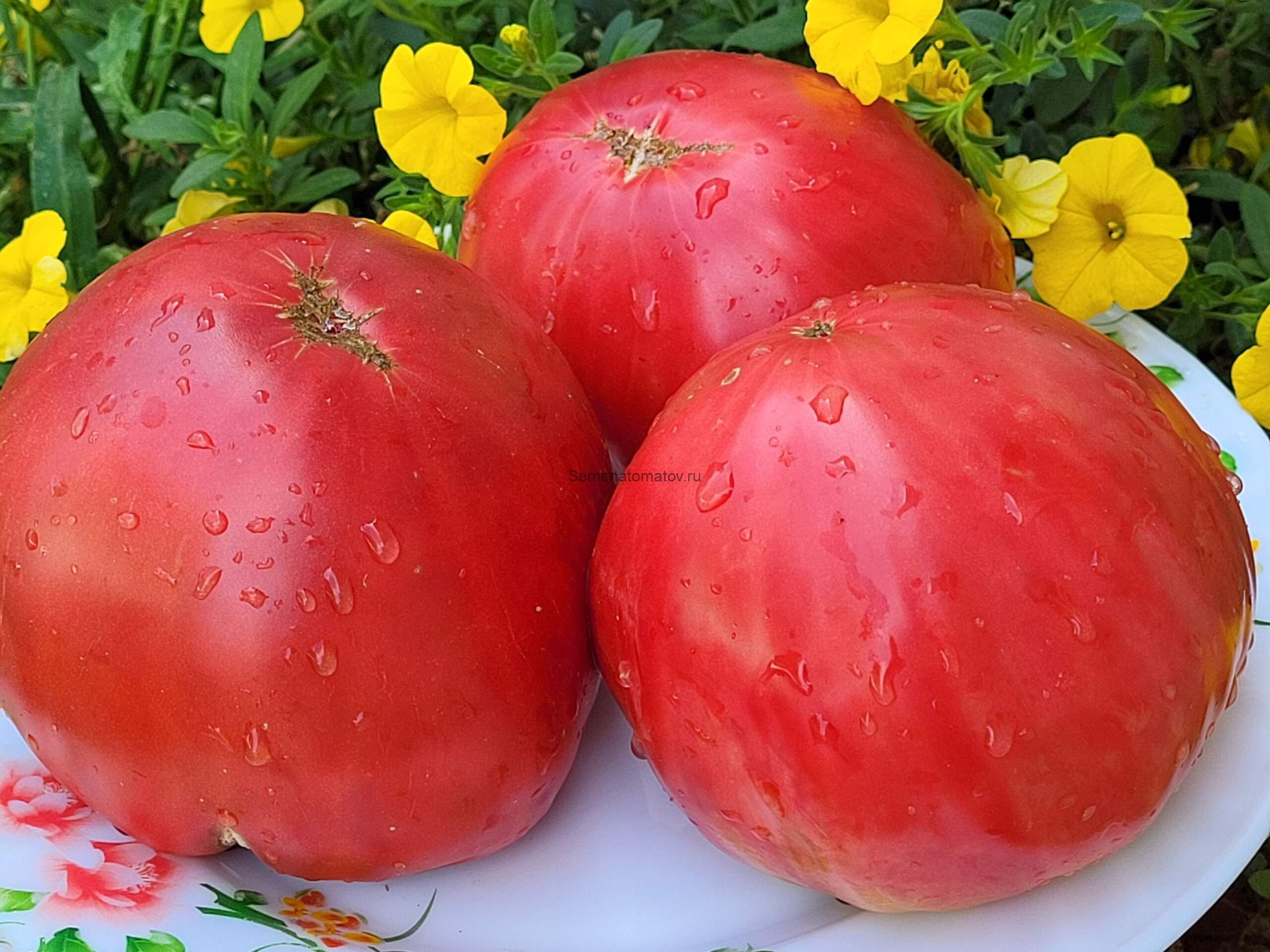 Шары Минусинские Розовые