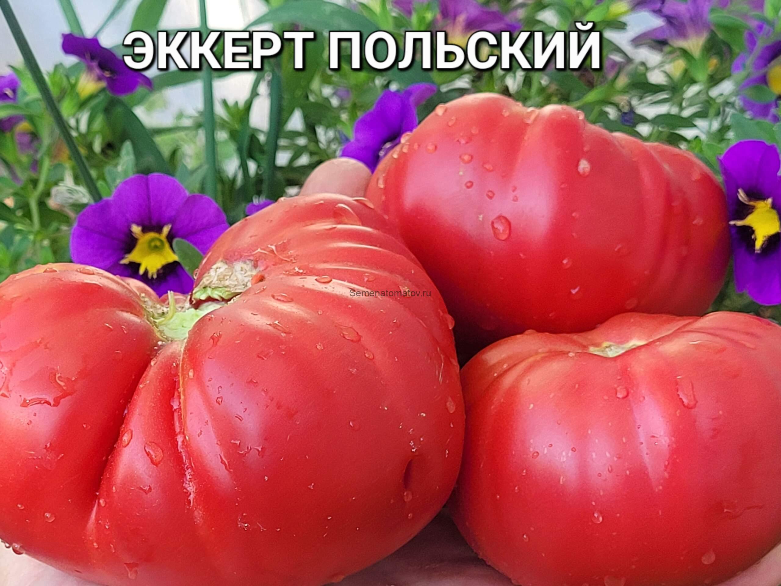 Eckert Polish (Польский Эккерт), Польша