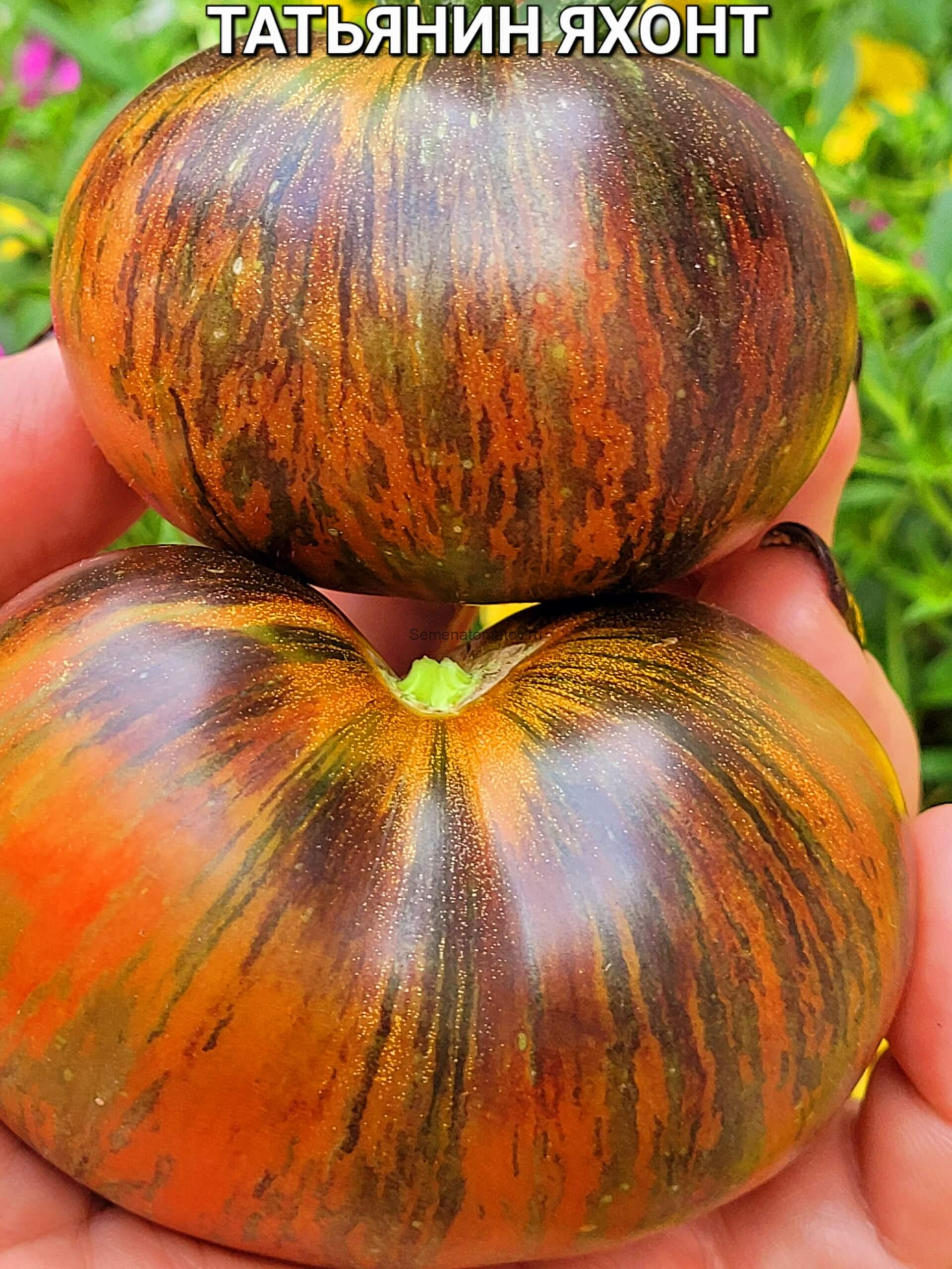 Tatyanin Yakhont / Татьянин яхонт Среднеспелый,1.6м  150-200гр